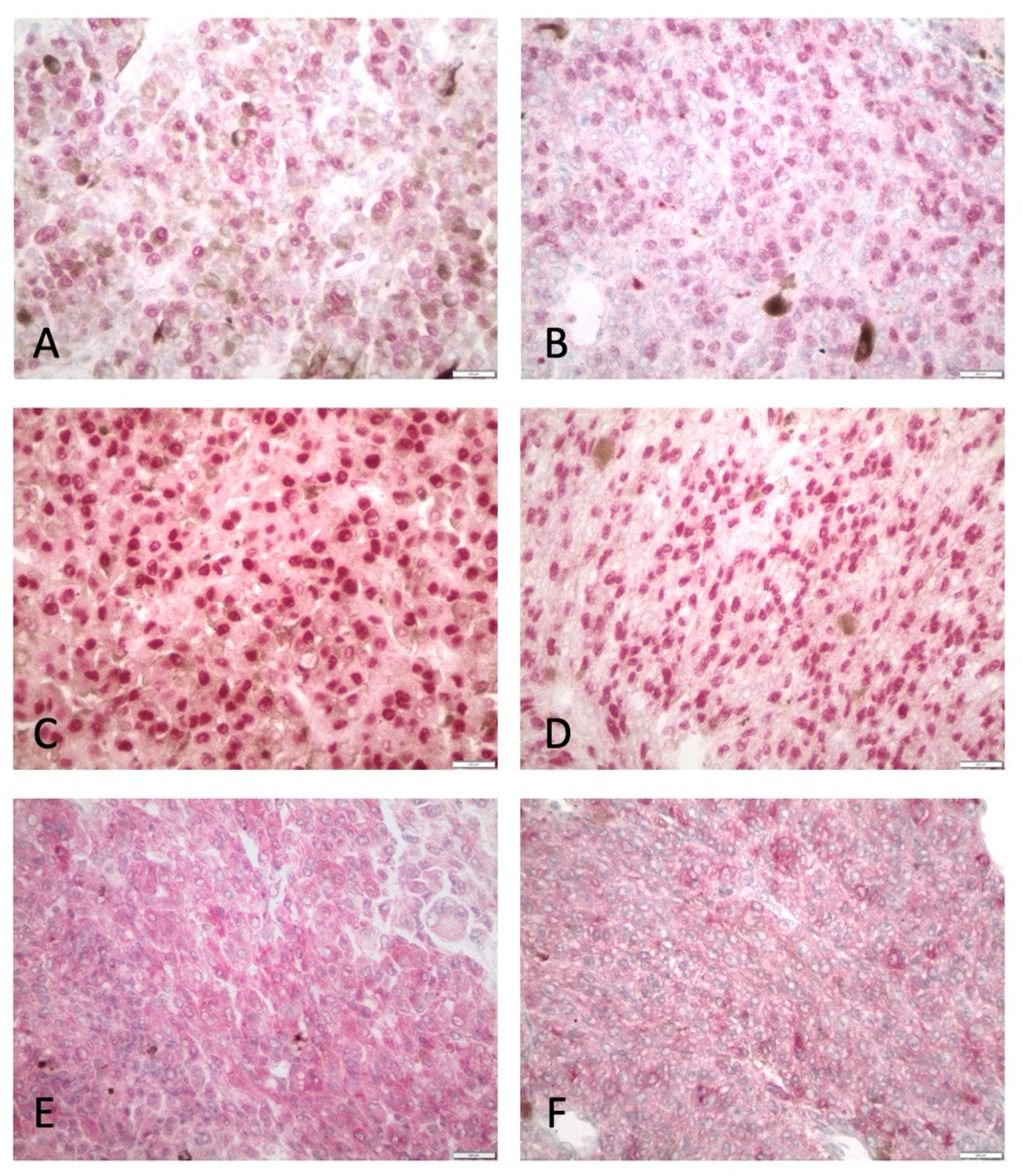 Cancers 13 04763 g001