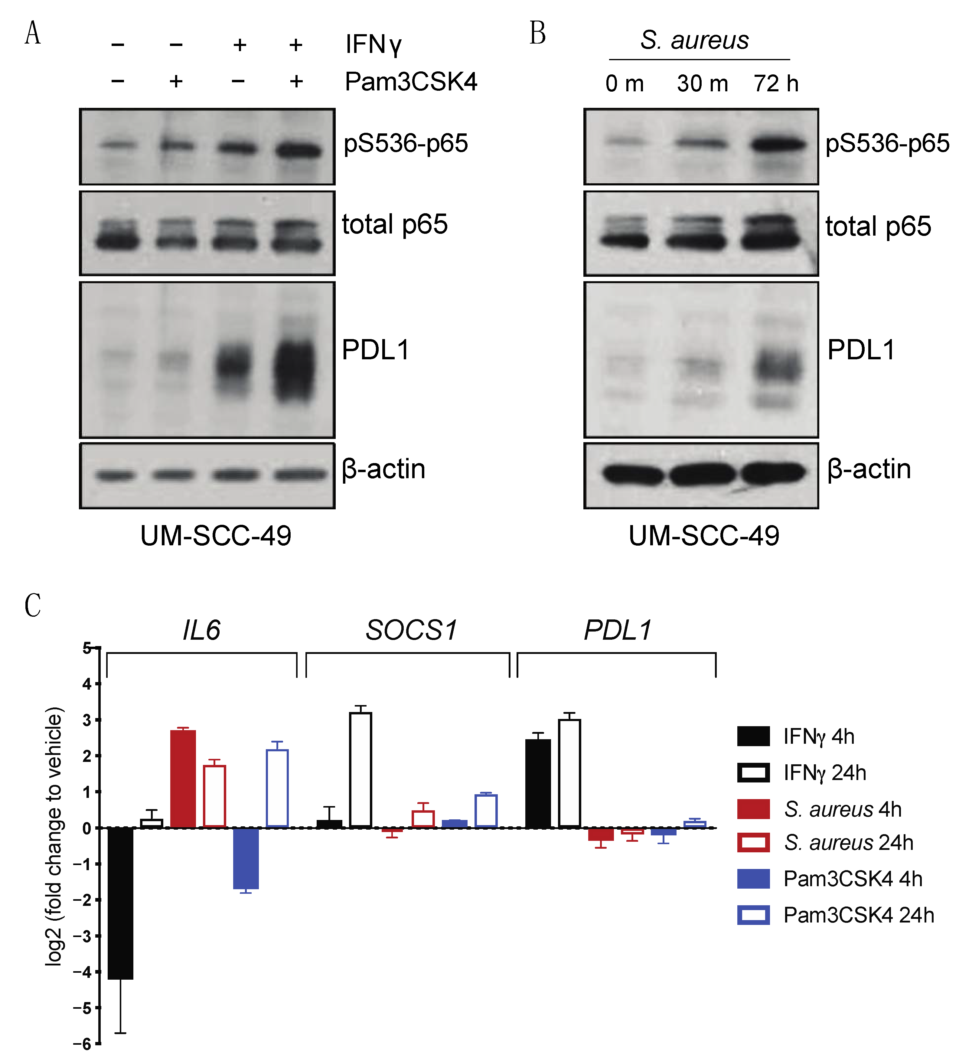 Cancers 13 04782 g004