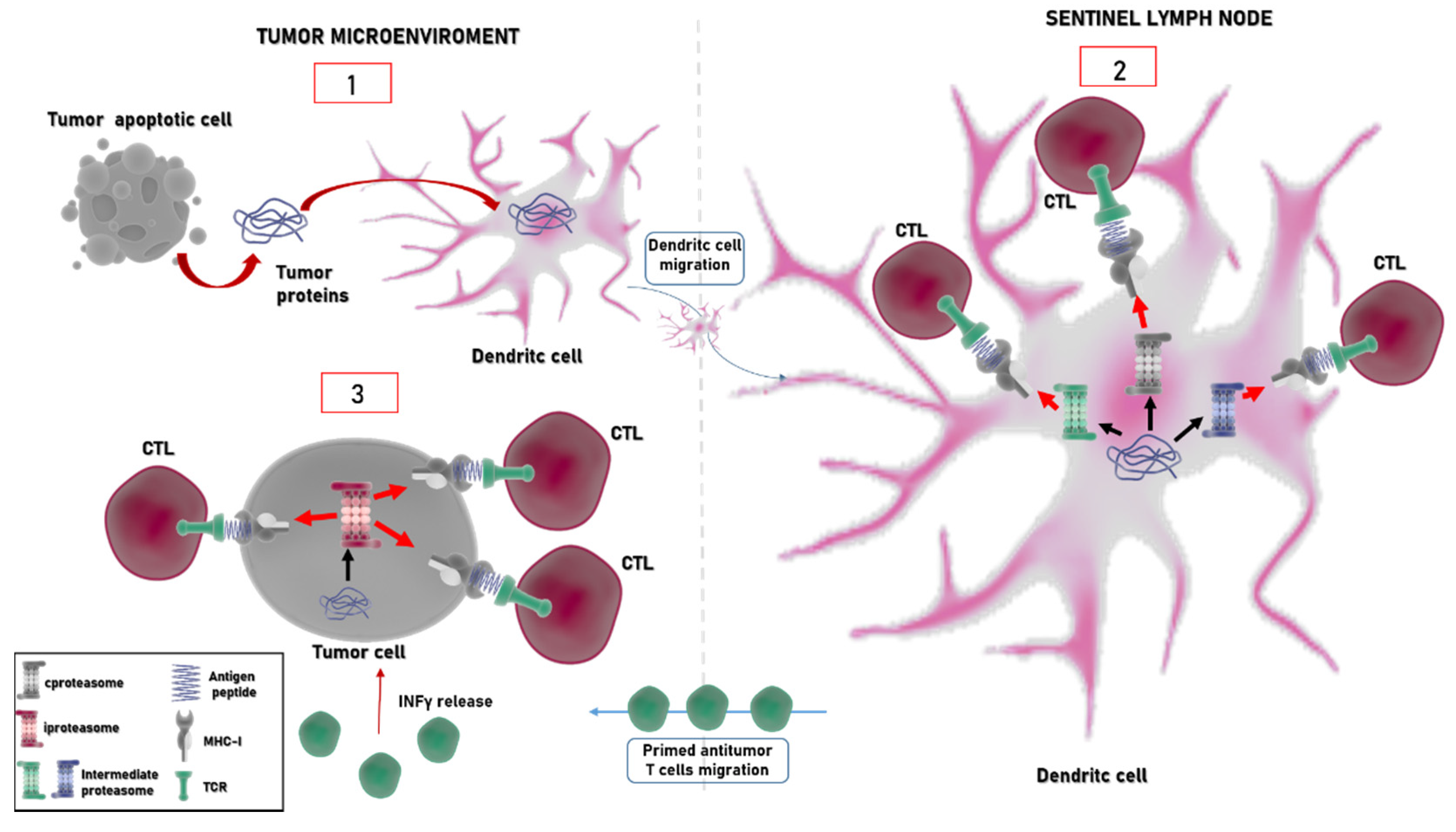 Cancers 13 04852 g003