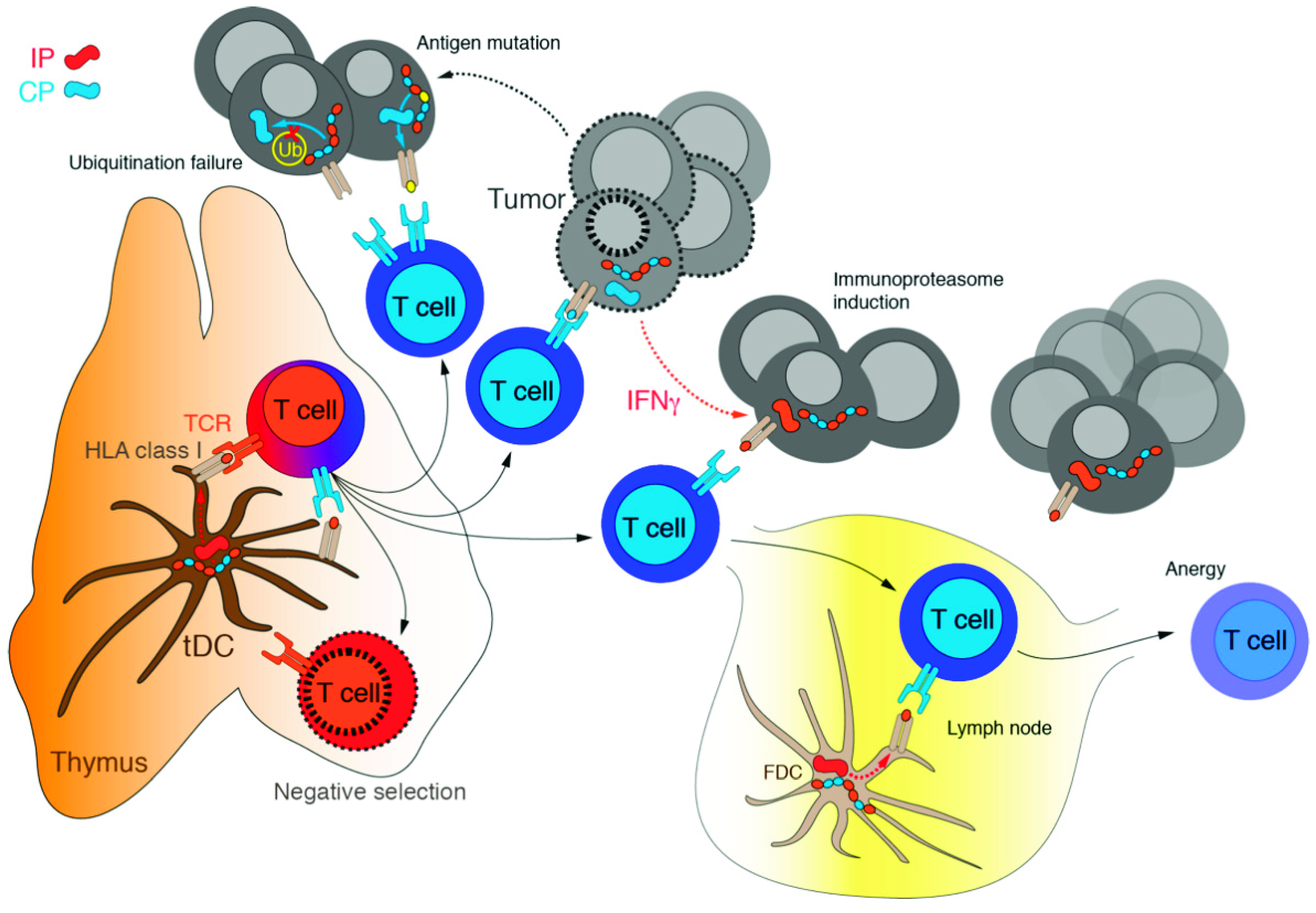 Cancers 13 04852 g004
