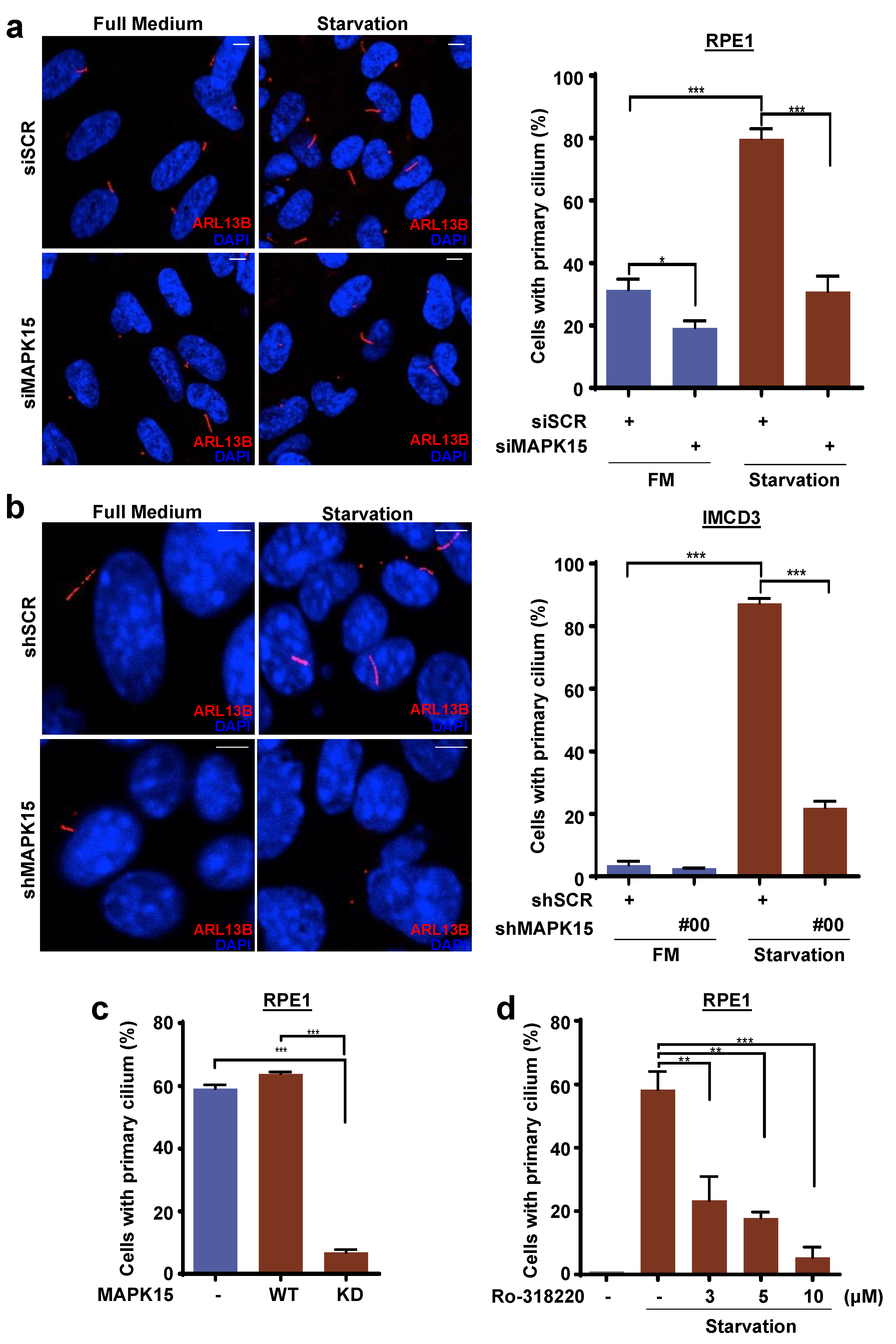 Cancers | Free Full-Text | MAPK15 Controls Hedgehog Signaling in  Medulloblastoma Cells by Regulating Primary Ciliogenesis