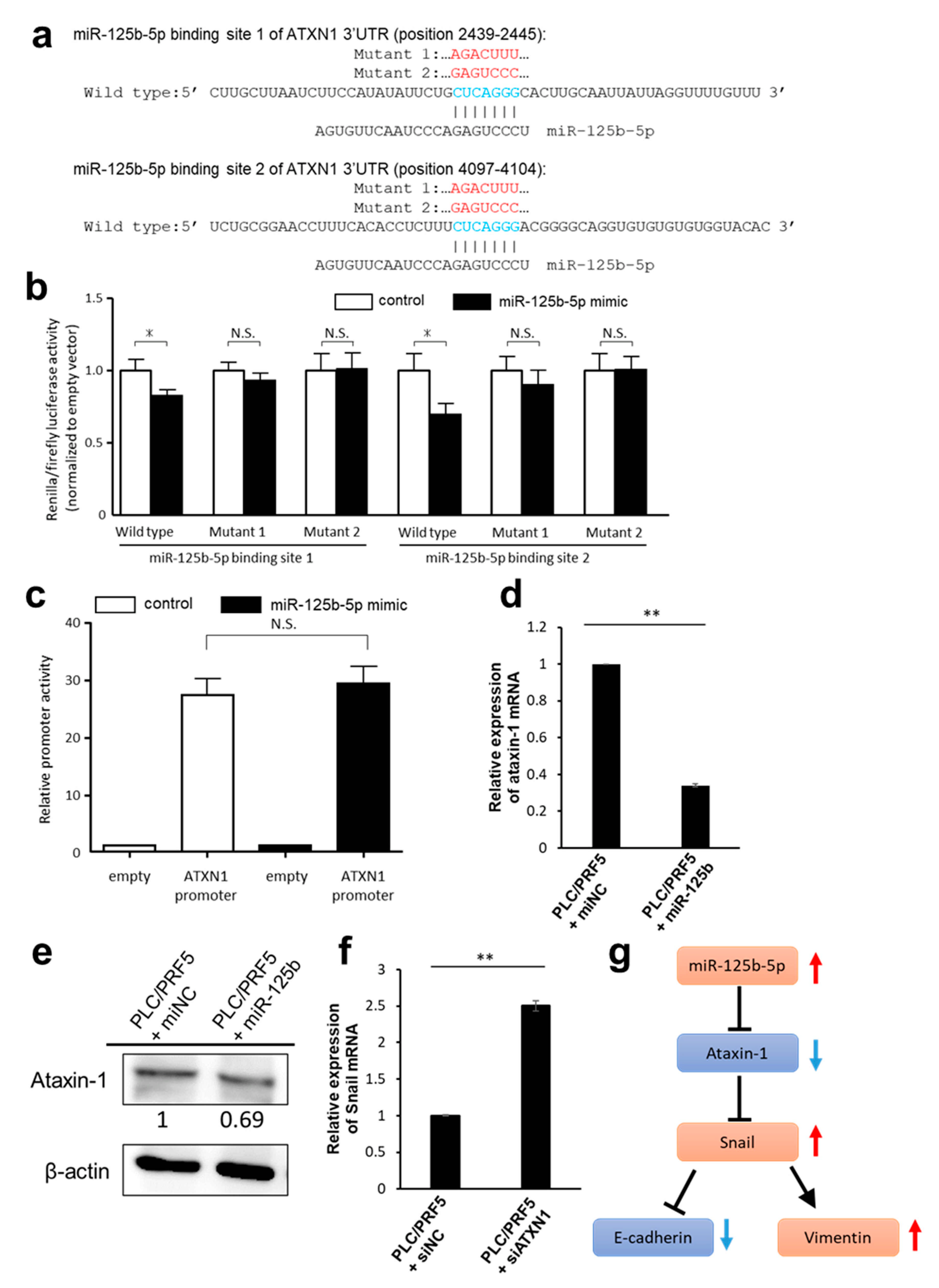 Cancers | Free Full-Text | MiR-125b-5p Is Involved in Sorafenib Resistance  through Ataxin-1-Mediated Epithelial-Mesenchymal Transition in  Hepatocellular Carcinoma