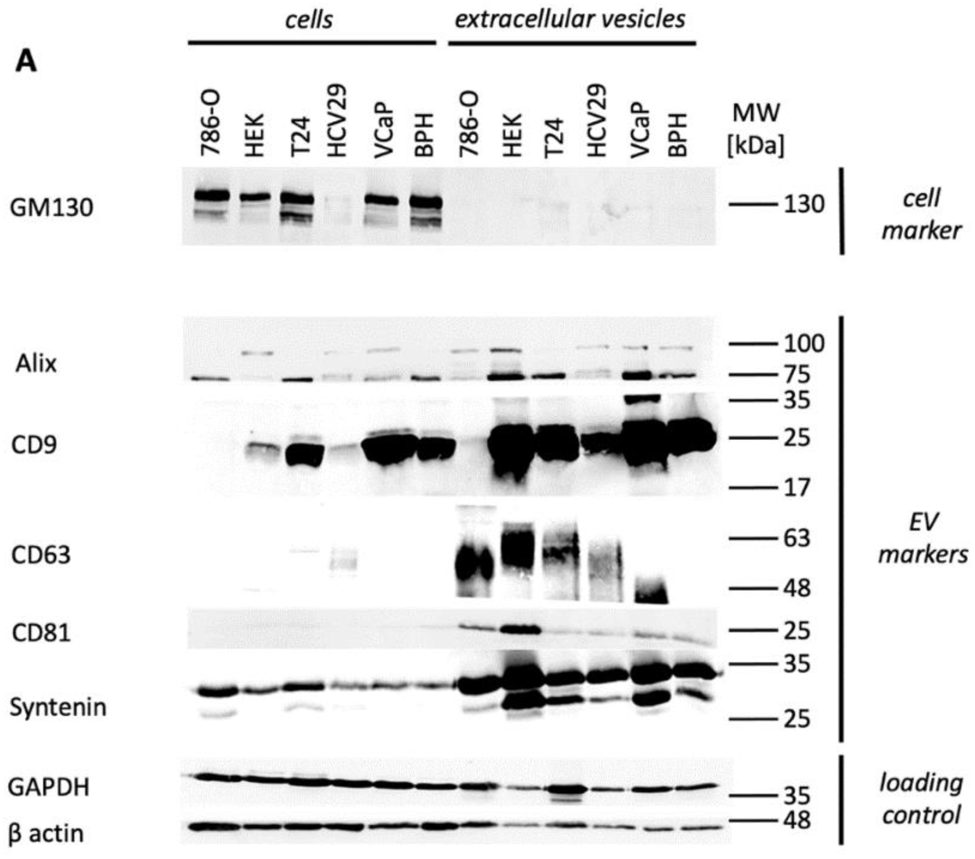 Cancers 13 04937 g002a