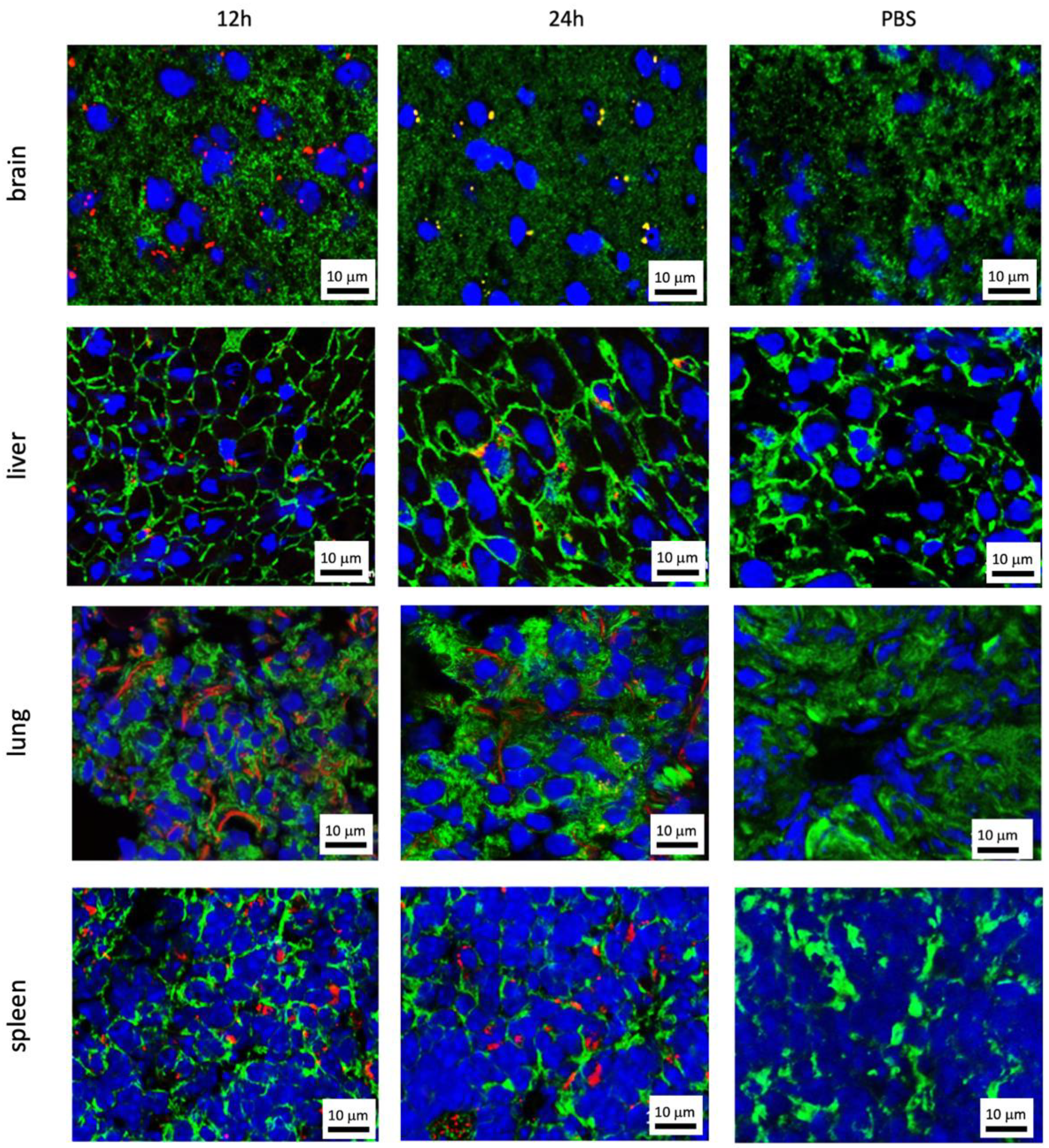 Cancers 13 04937 g003