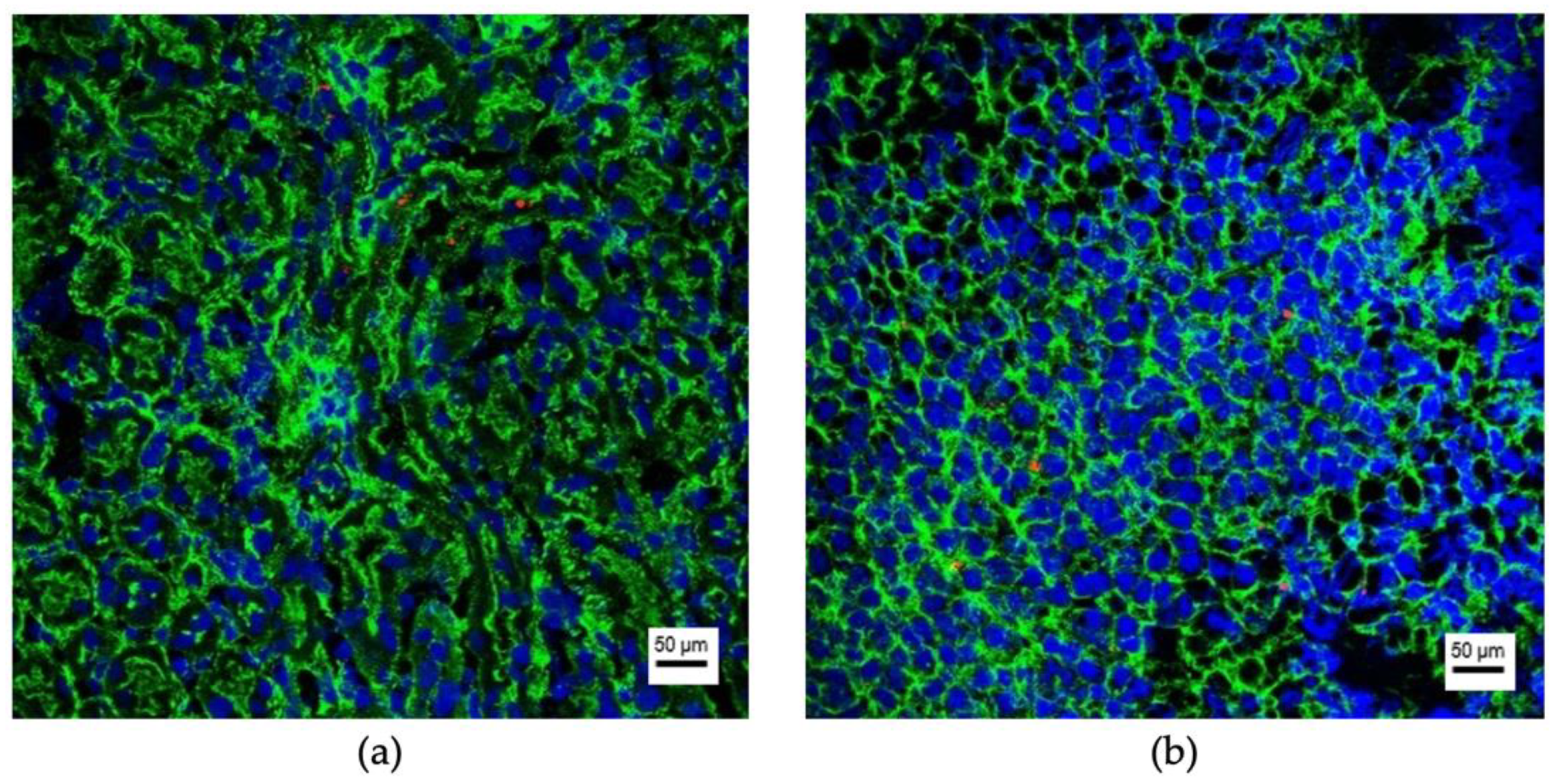 Cancers 13 04937 g005