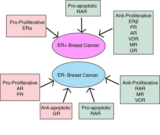 Cancers Free Full Text Type 1 Nuclear Receptor Activity In Breast Cancer Translating Preclinical Insights To The Clinic Html