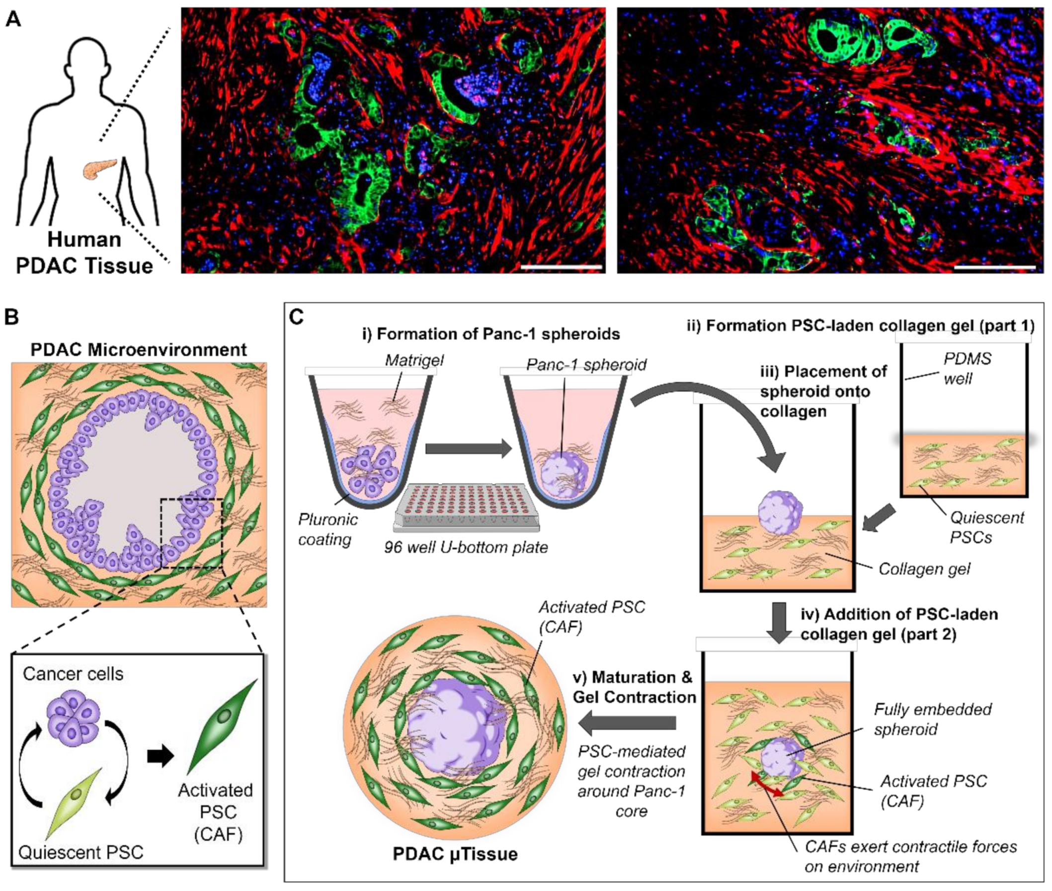 Cancers 13 05006 g001
