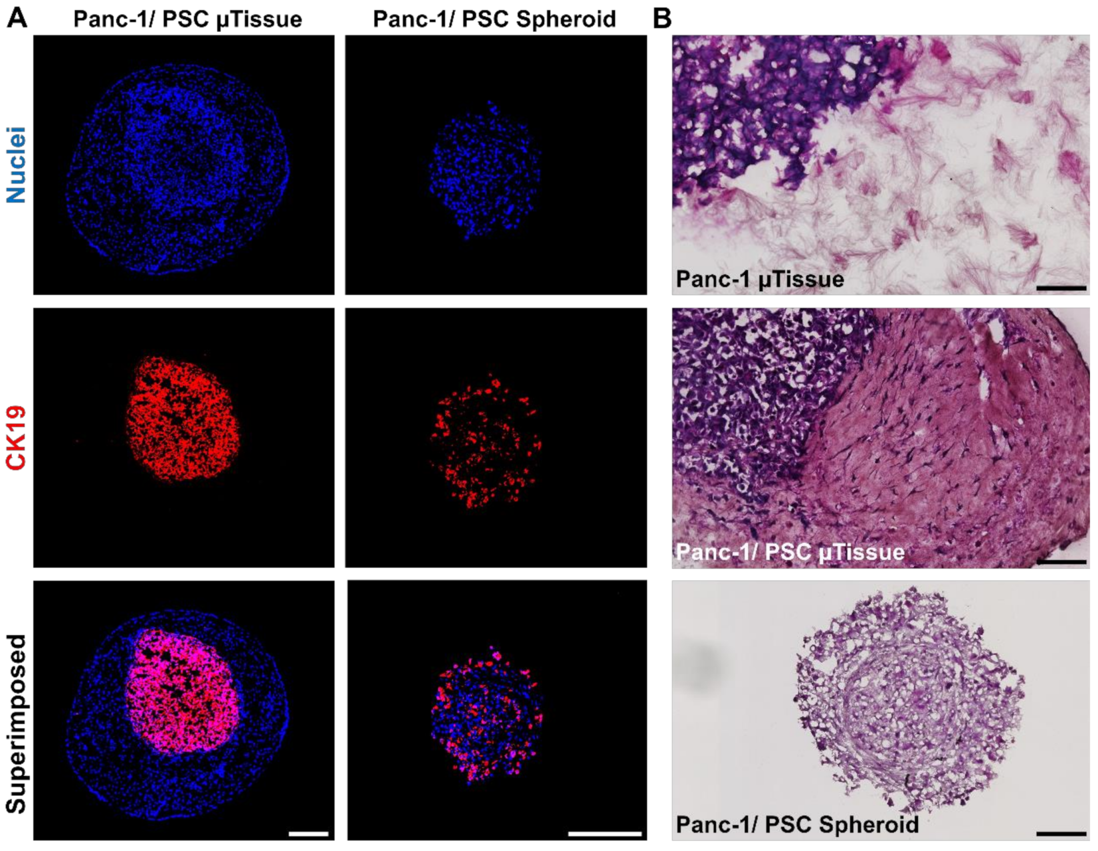 Cancers 13 05006 g003