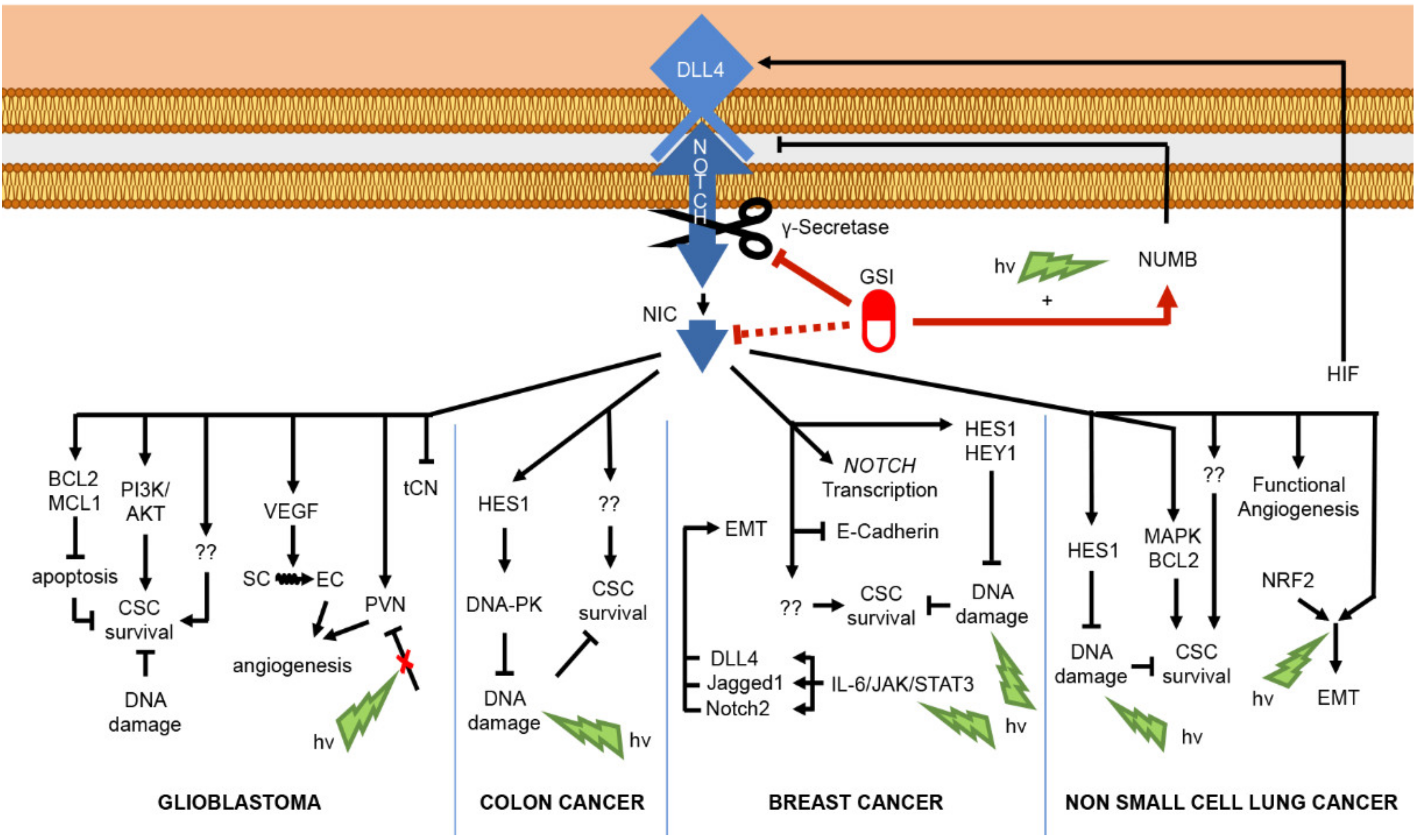 Cancers 13 05106 g003 Cancers 13 05106 g003