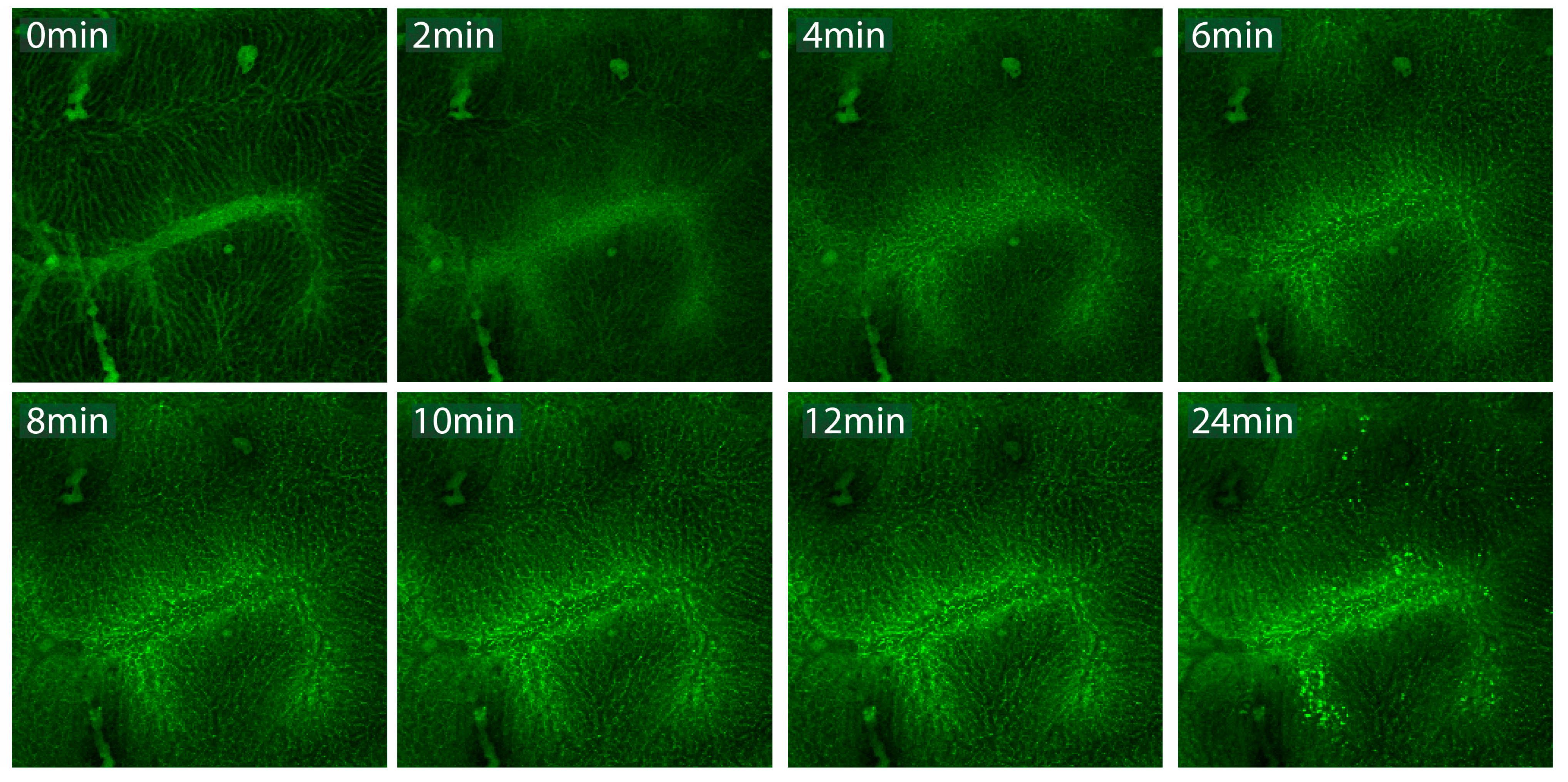 Cancers 13 05146 g015 Cancers 13 05146 g015