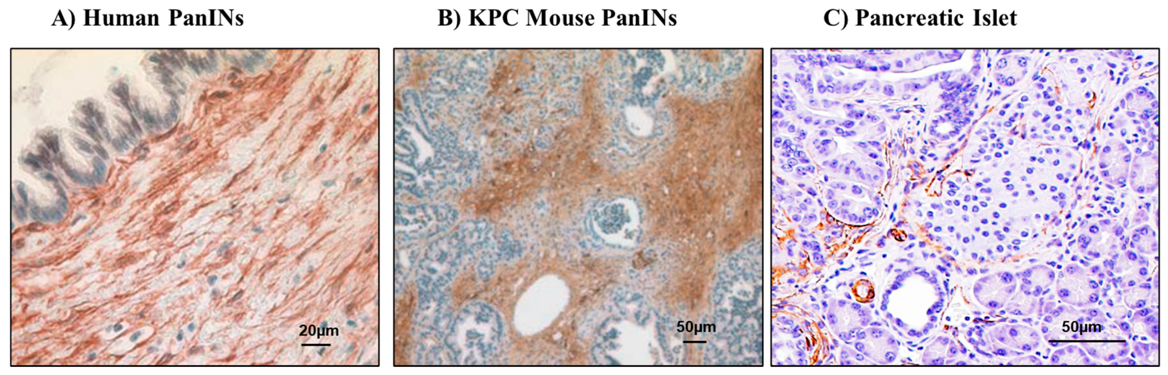 Cancers 13 05224 g002 Cancers 13 05224 g002