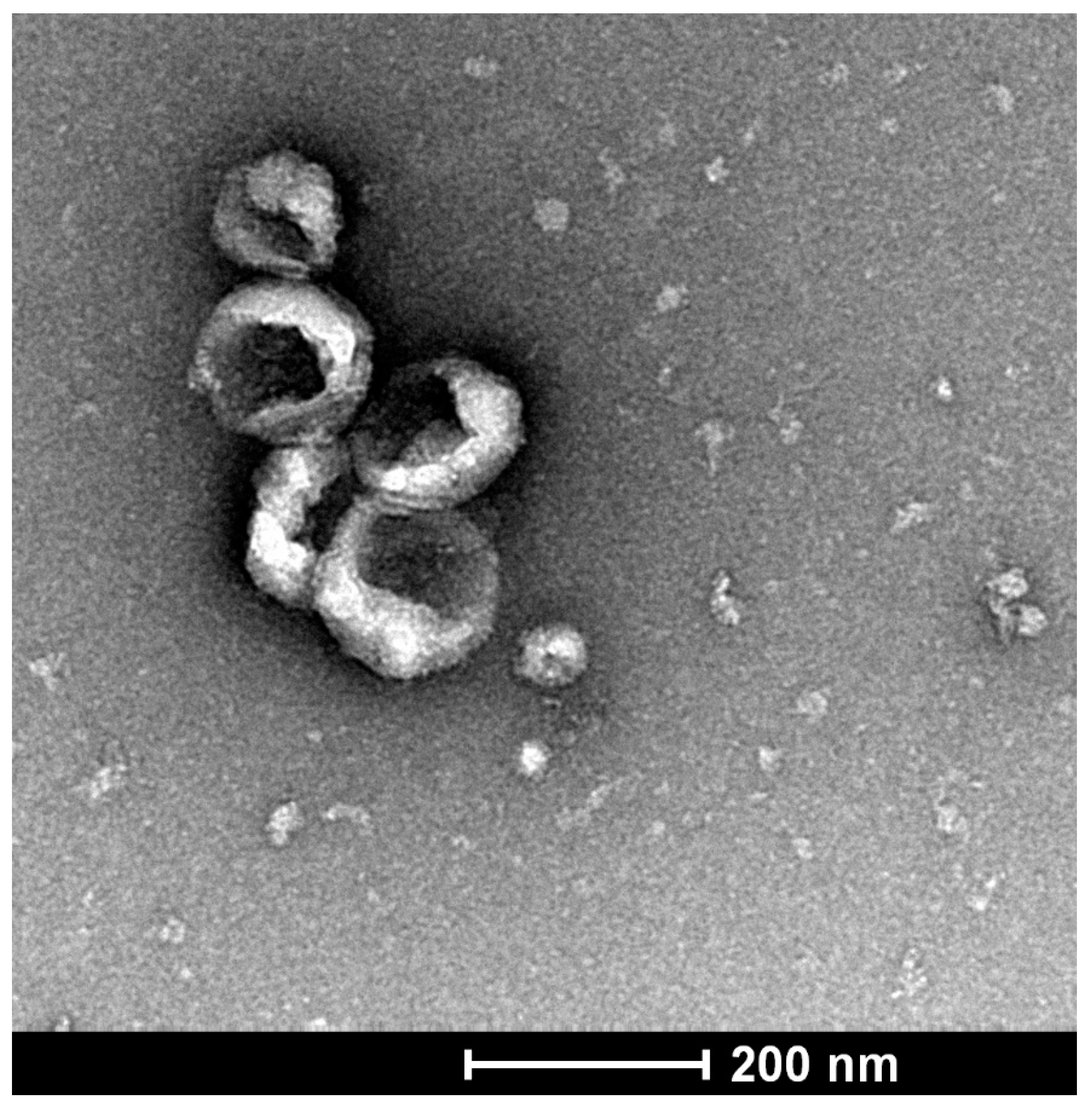 Cancers 13 05224 g004 Cancers 13 05224 g004