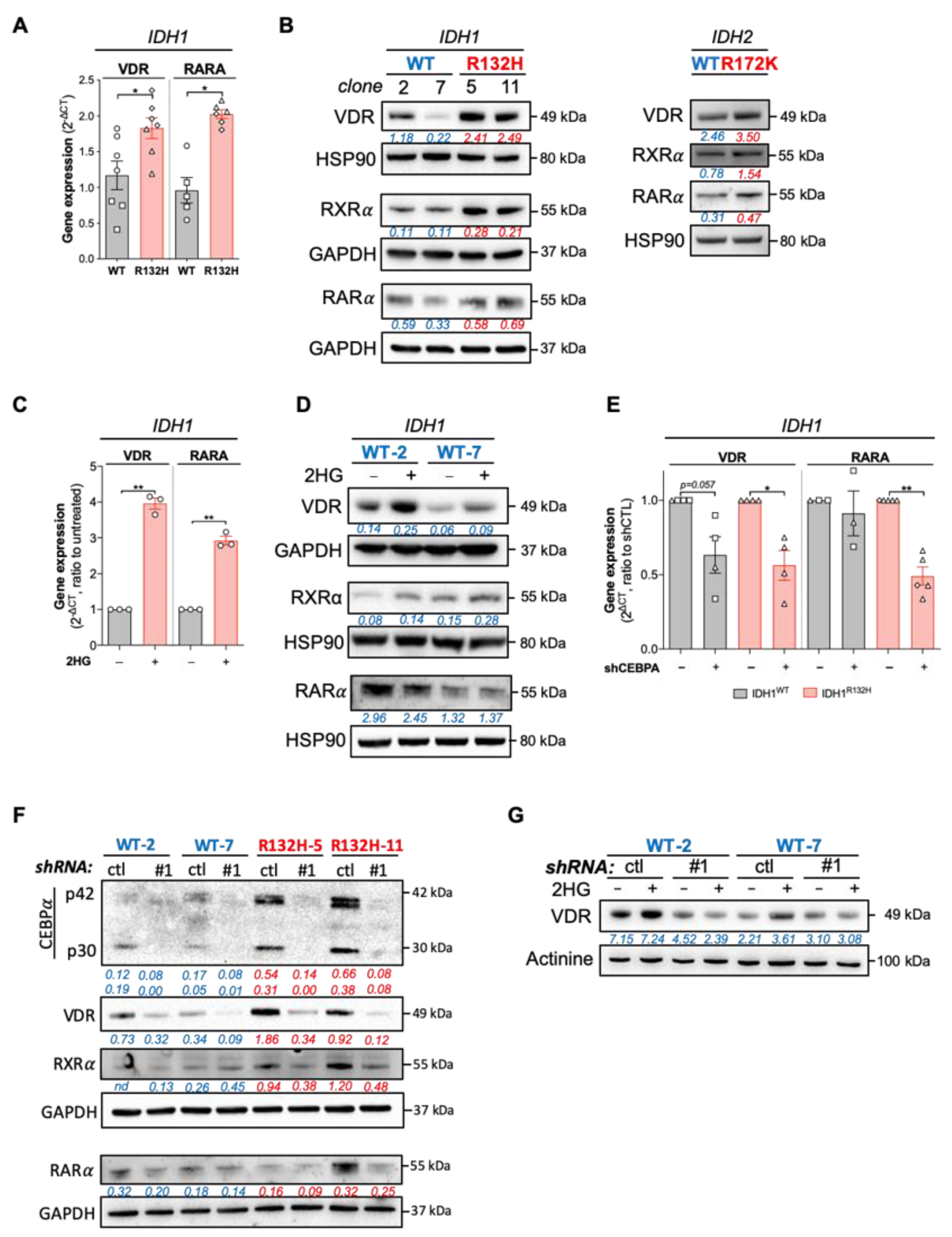 Cancers 13 05243 g002
