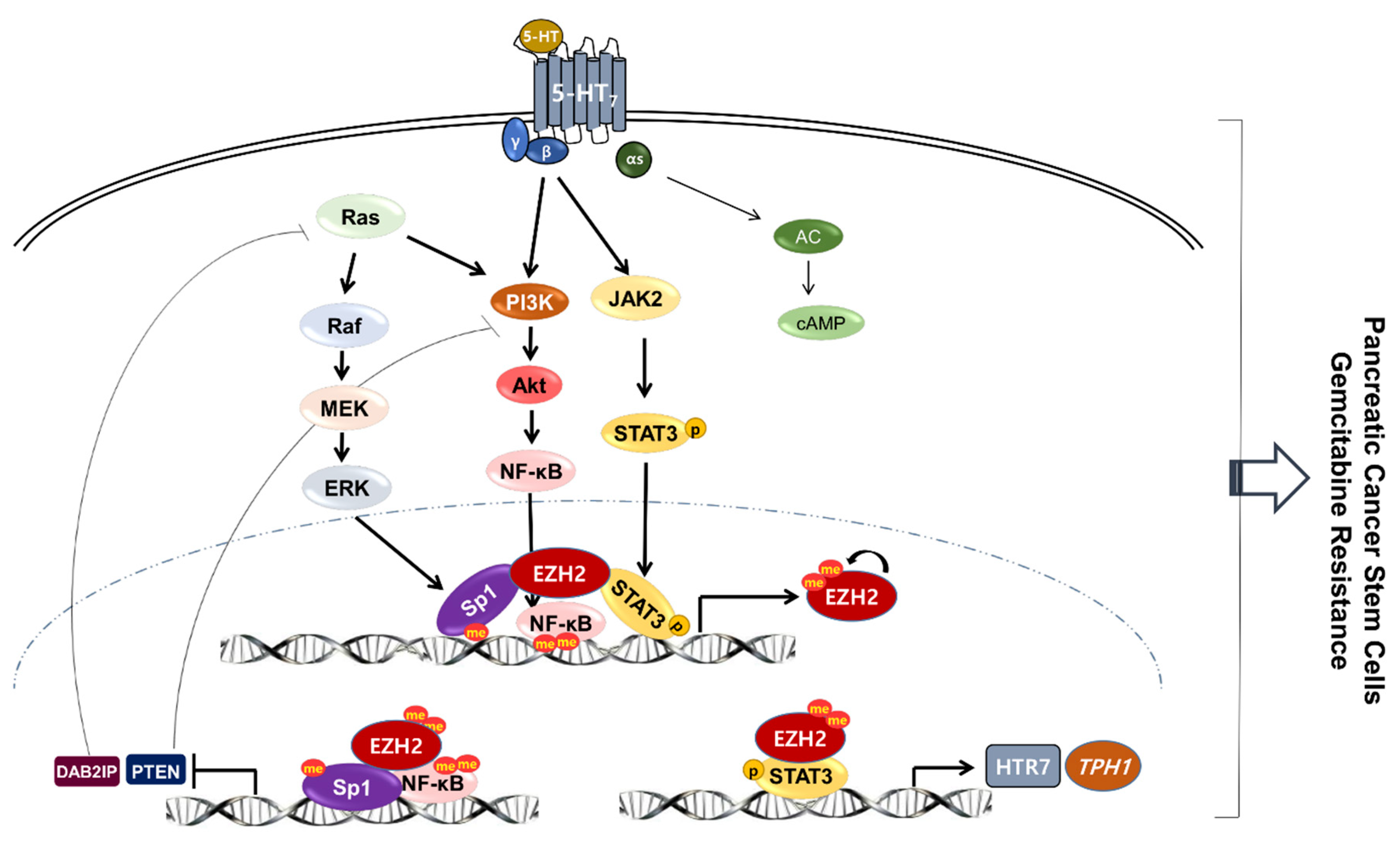 Cancers 13 05305 g008