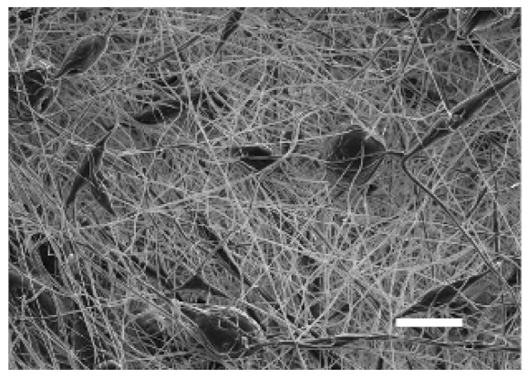 Cancers 13 05320 i001