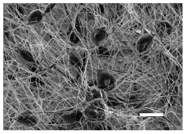 Cancers 13 05320 i003