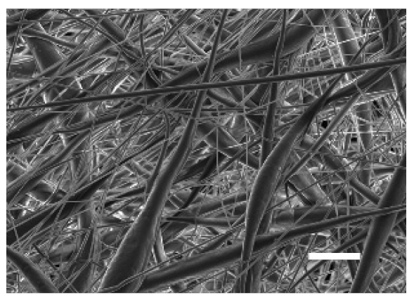 Cancers 13 05320 i005