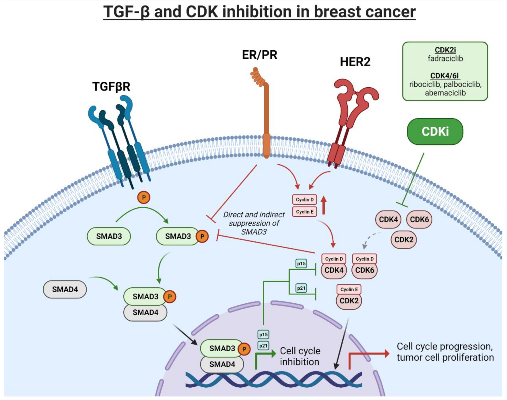 Cancers 13 05343 g002