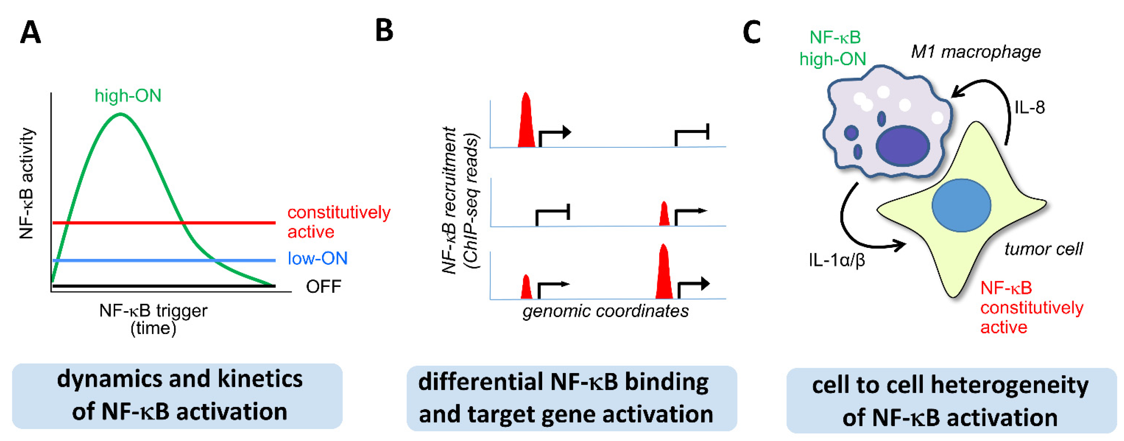 Cancers | Free Full-Text | Monitoring the Levels of Cellular NF-κB  Activation States