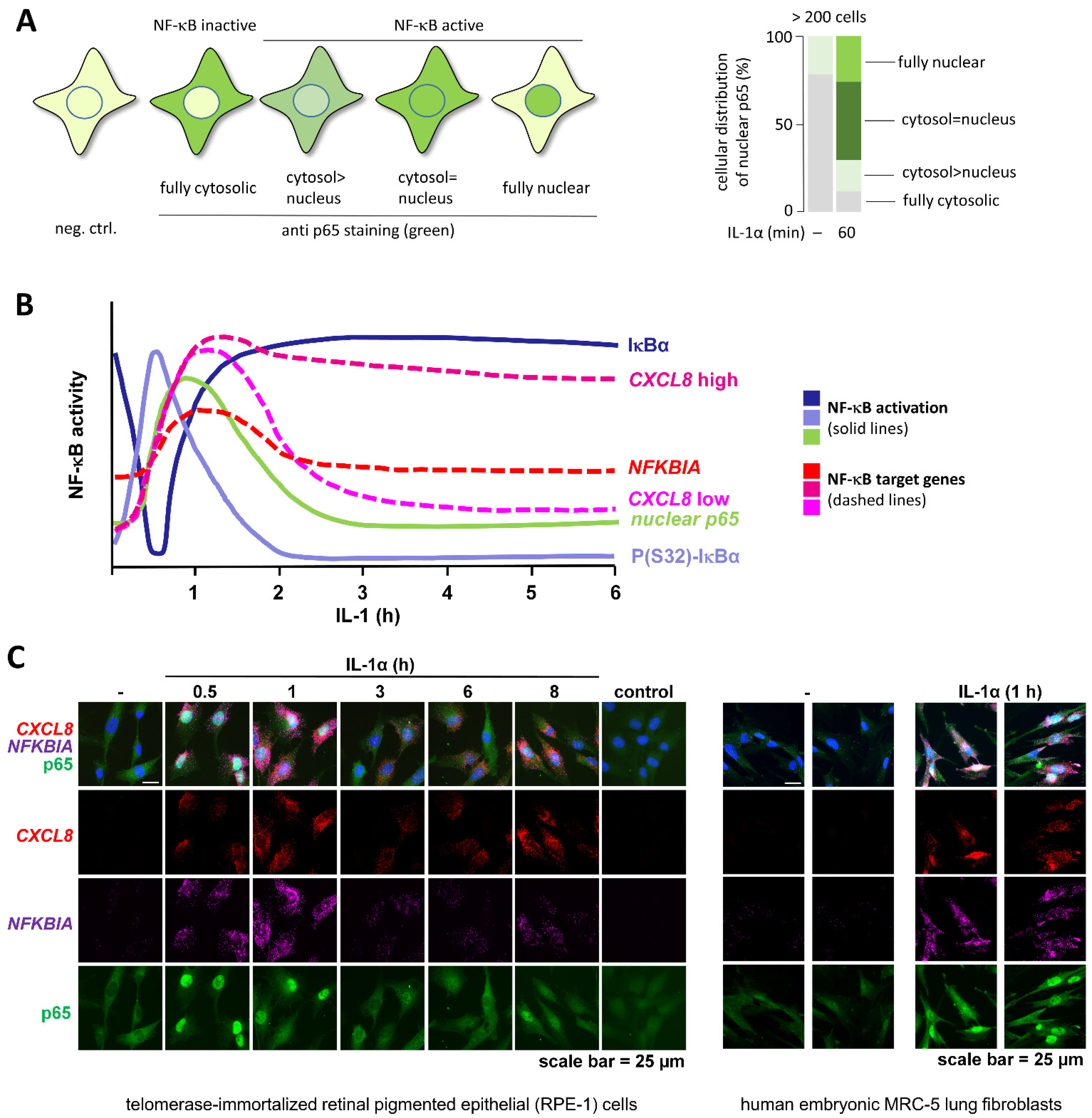 Cancers 13 05351 g004 Cancers 13 05351 g004