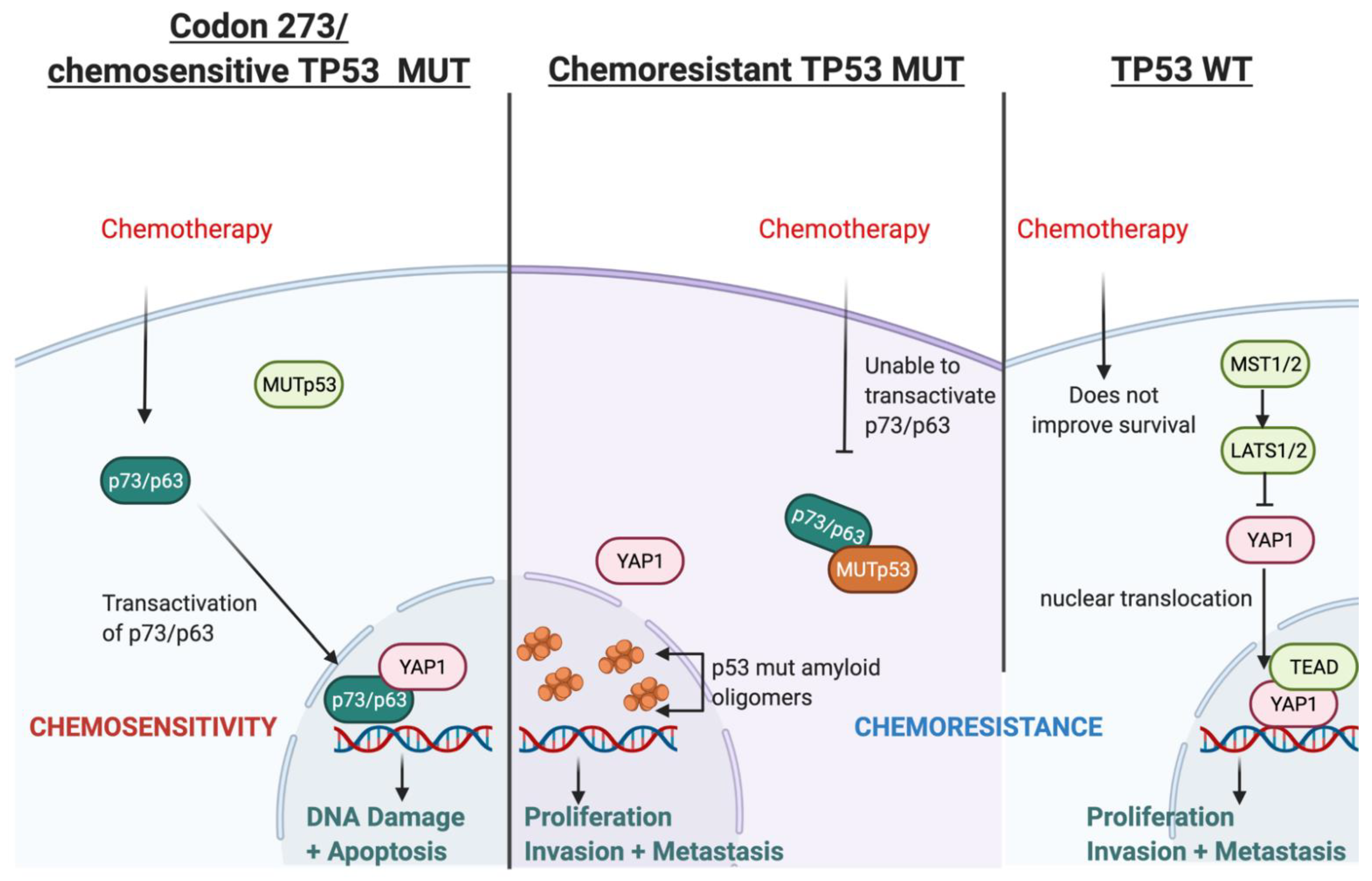 Cancers 13 05362 g010 Cancers 13 05362 g010