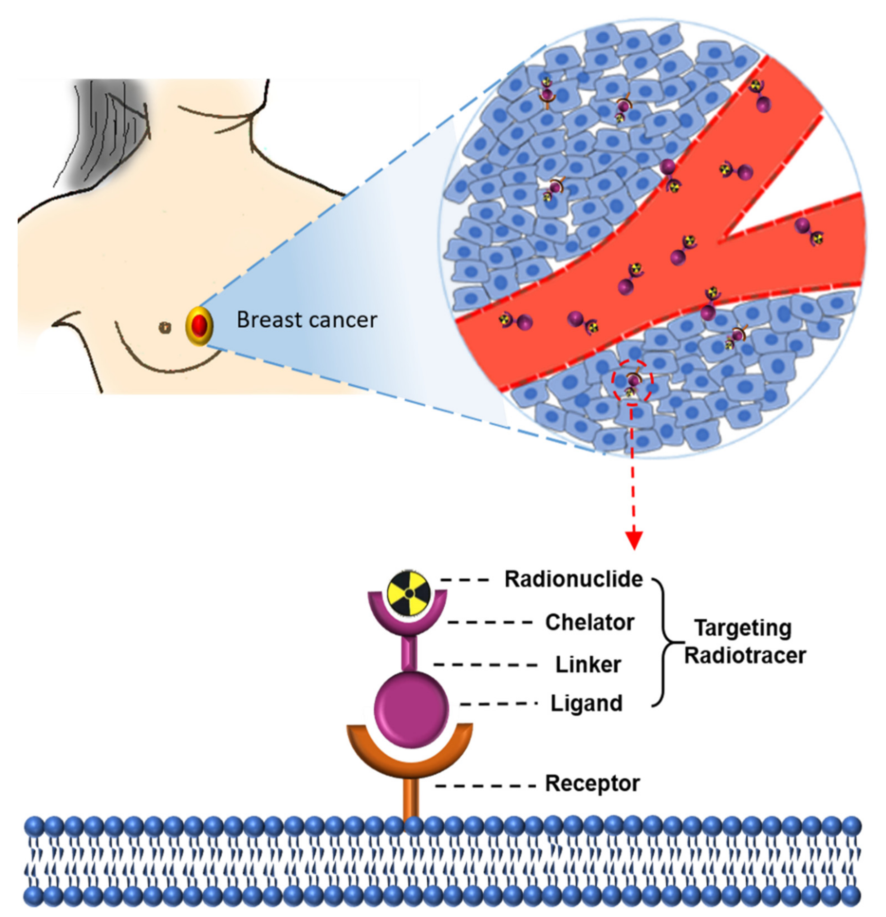 Cancers 13 05459 g001