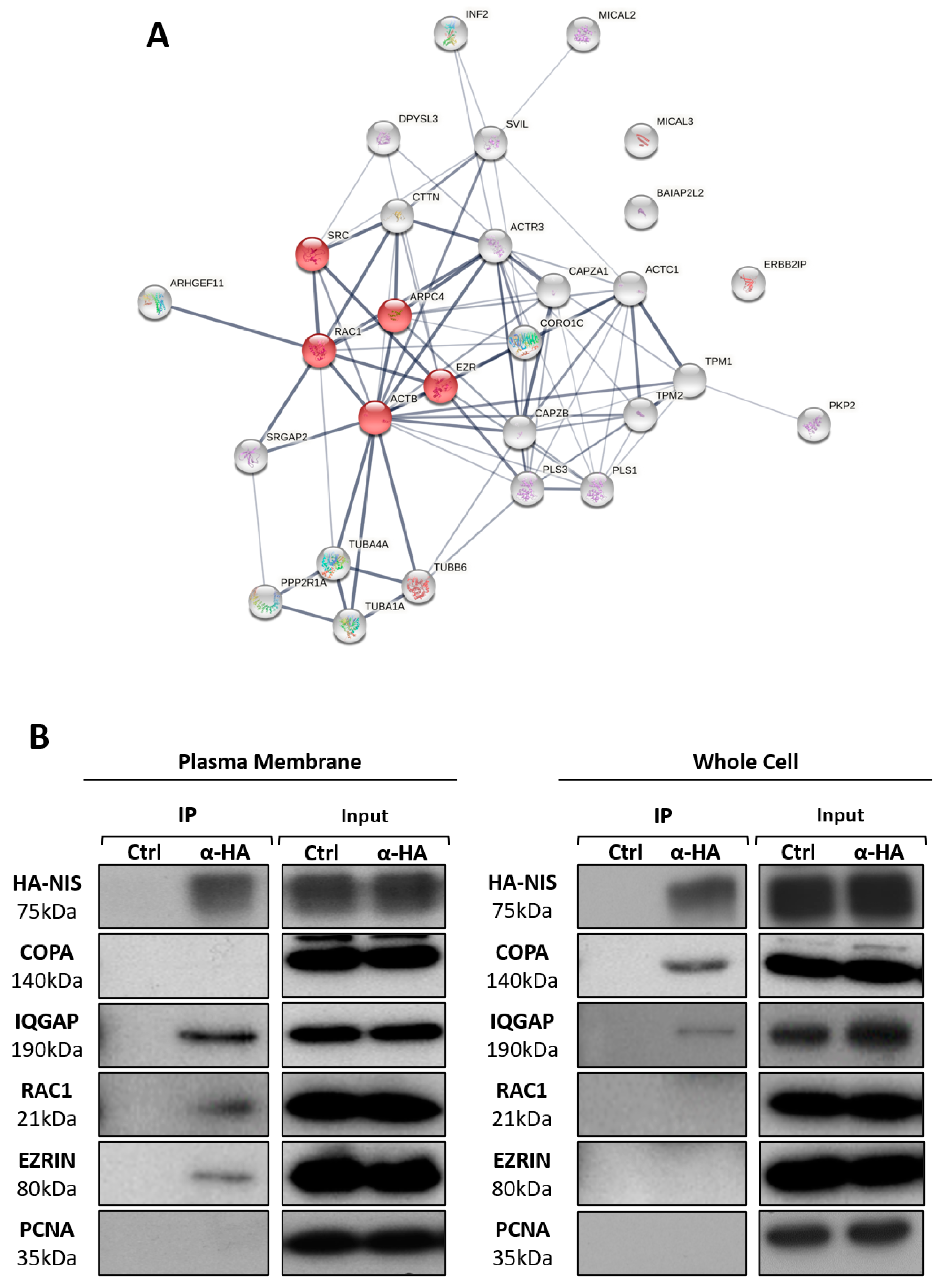 Cancers 13 05460 g003 Cancers 13 05460 g003
