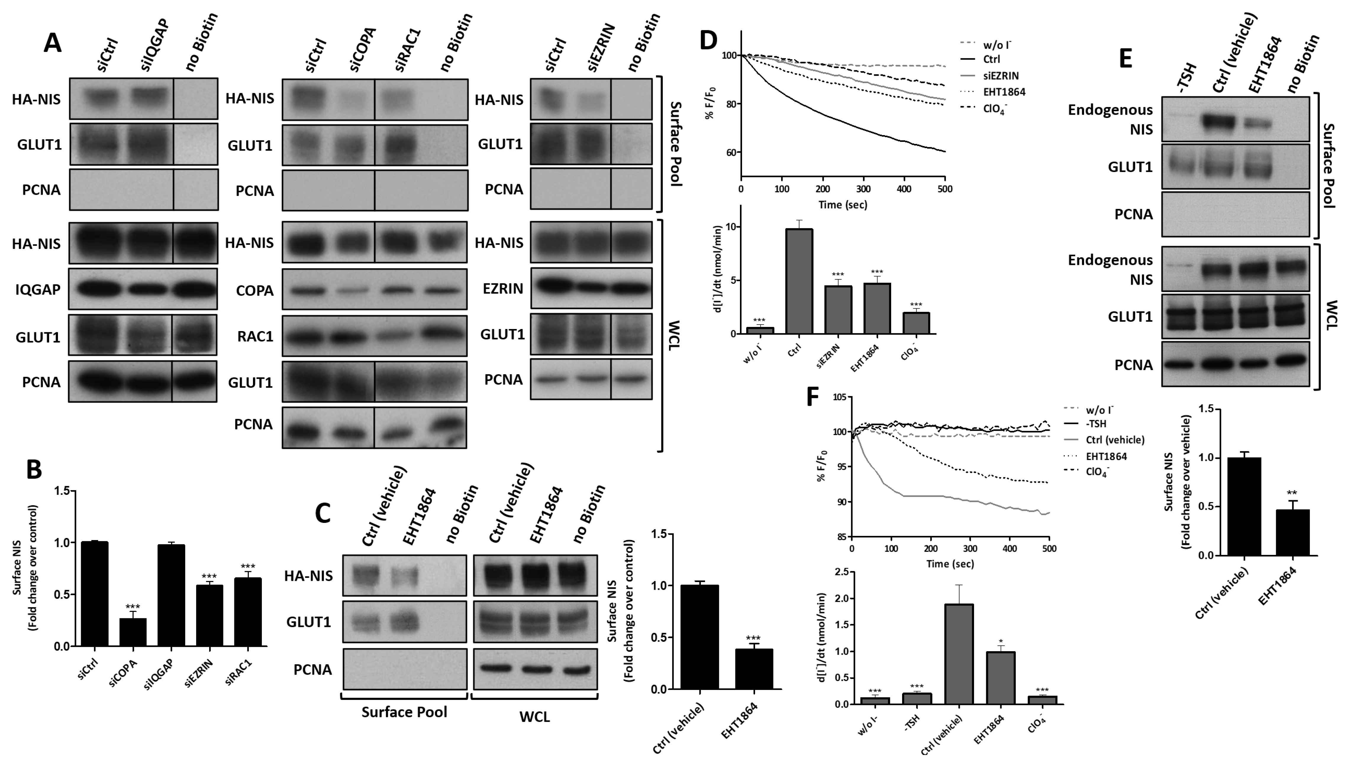 Cancers 13 05460 g004 Cancers 13 05460 g004