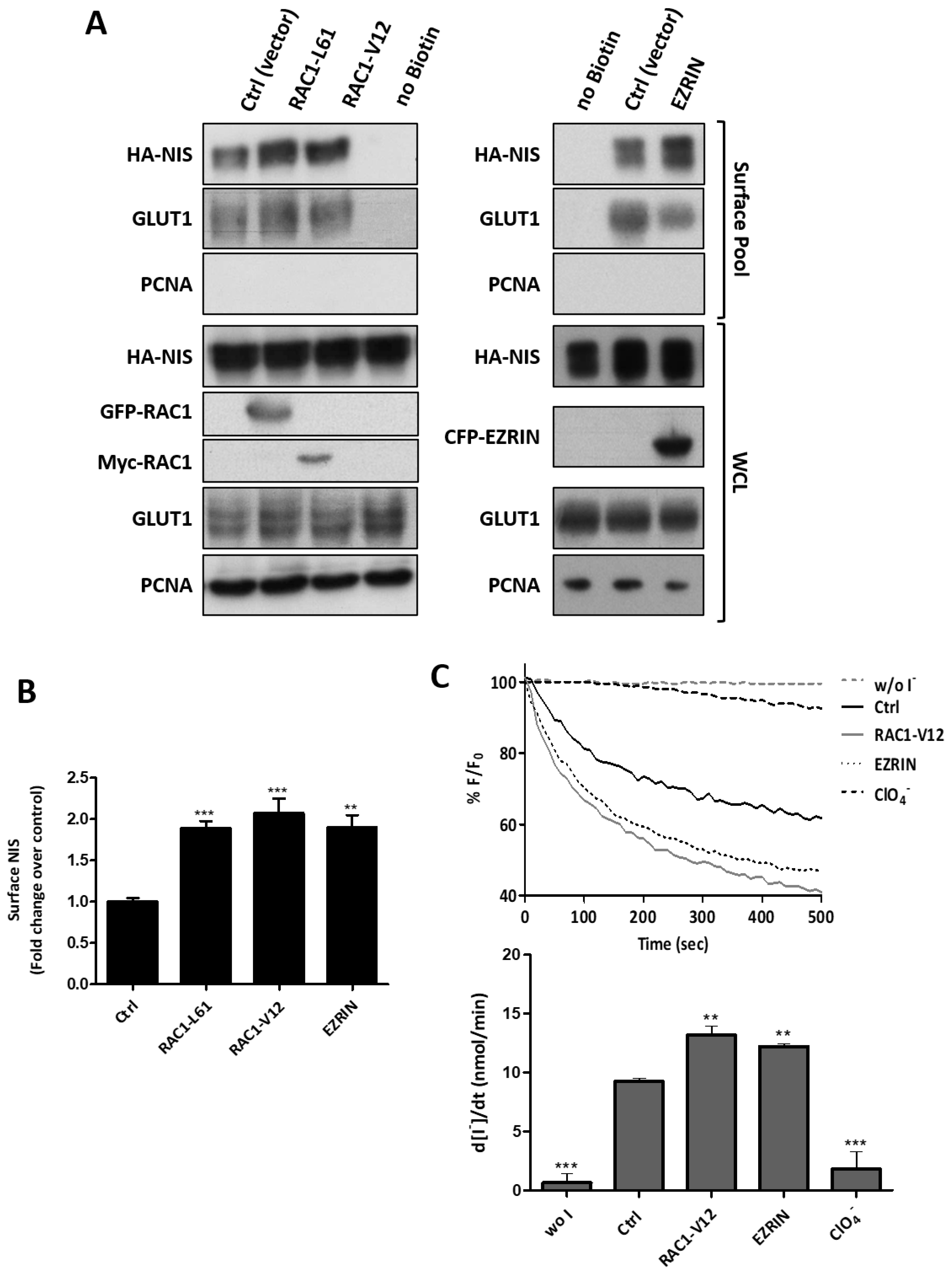 Cancers 13 05460 g005 Cancers 13 05460 g005