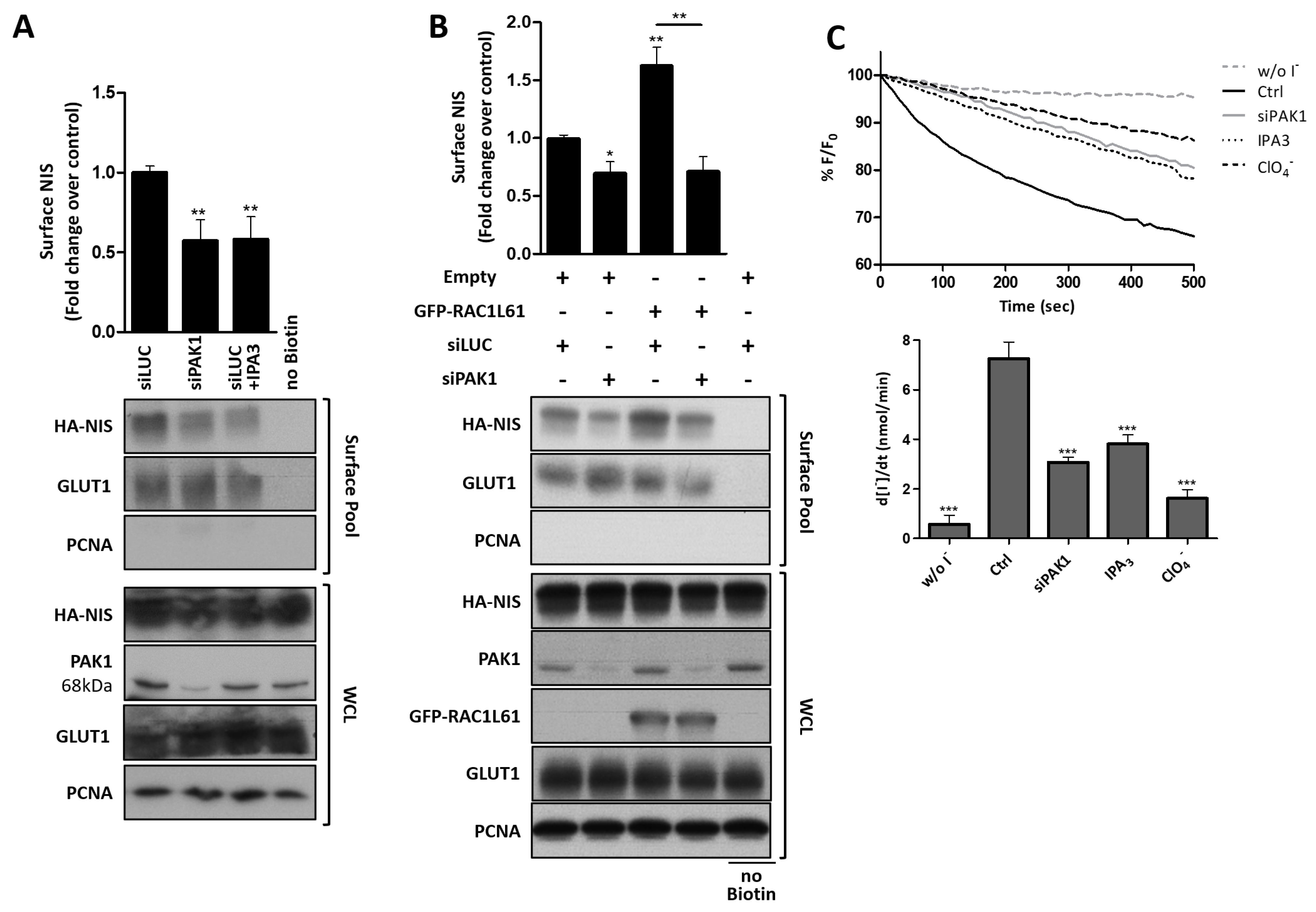 Cancers 13 05460 g007 Cancers 13 05460 g007