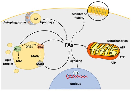 Cancers | Free Full-Text | Lipid Catabolism and ROS in Cancer: A  Bidirectional Liaison | HTML
