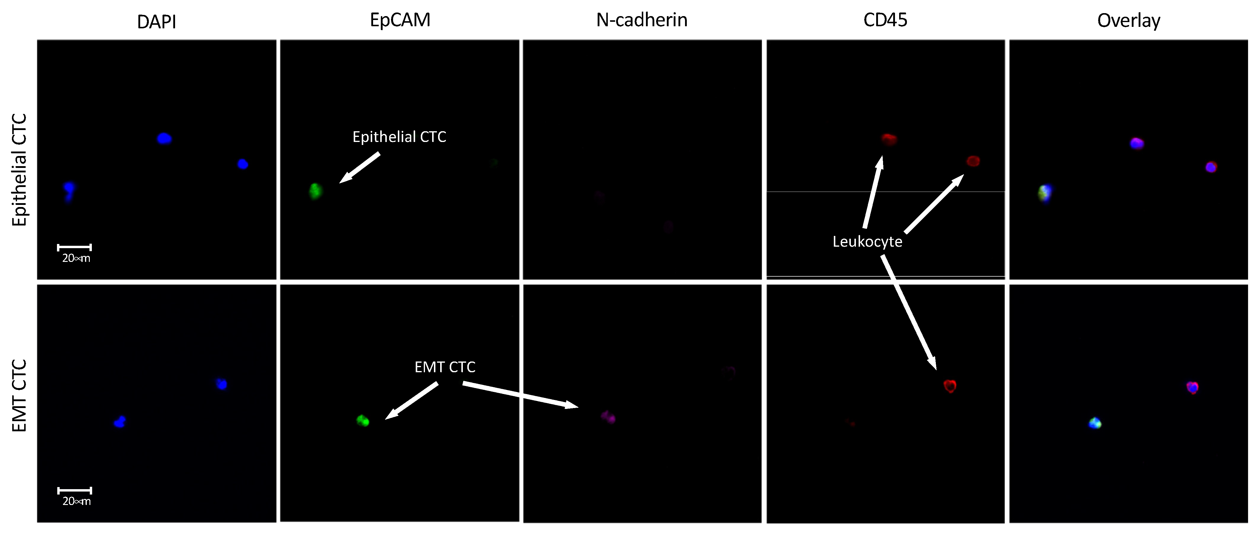Cancers 13 05519 g006 Cancers 13 05519 g006