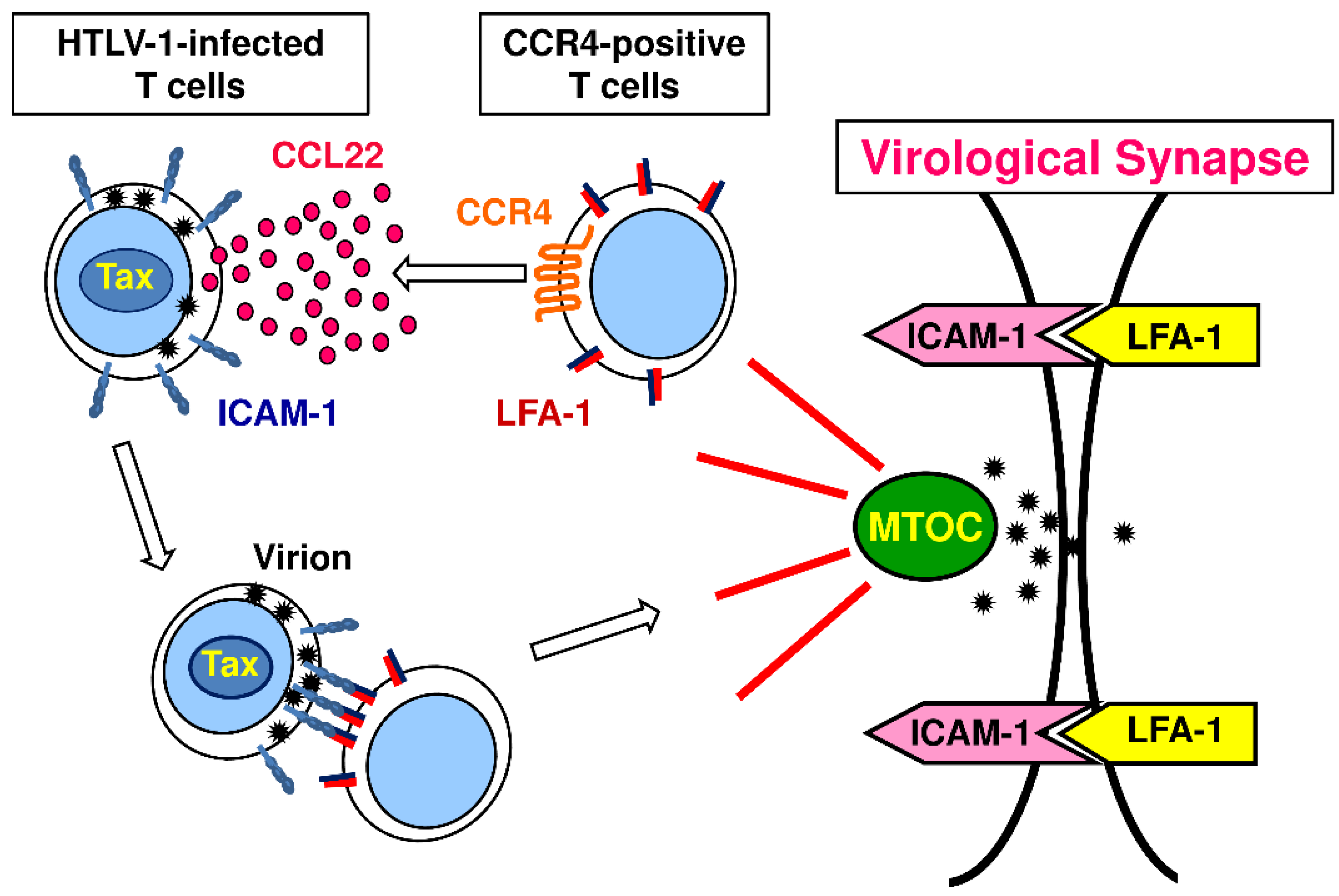 Cancers | Free Full-Text | CCR4 as a Therapeutic Target for Cancer  Immunotherapy | HTML