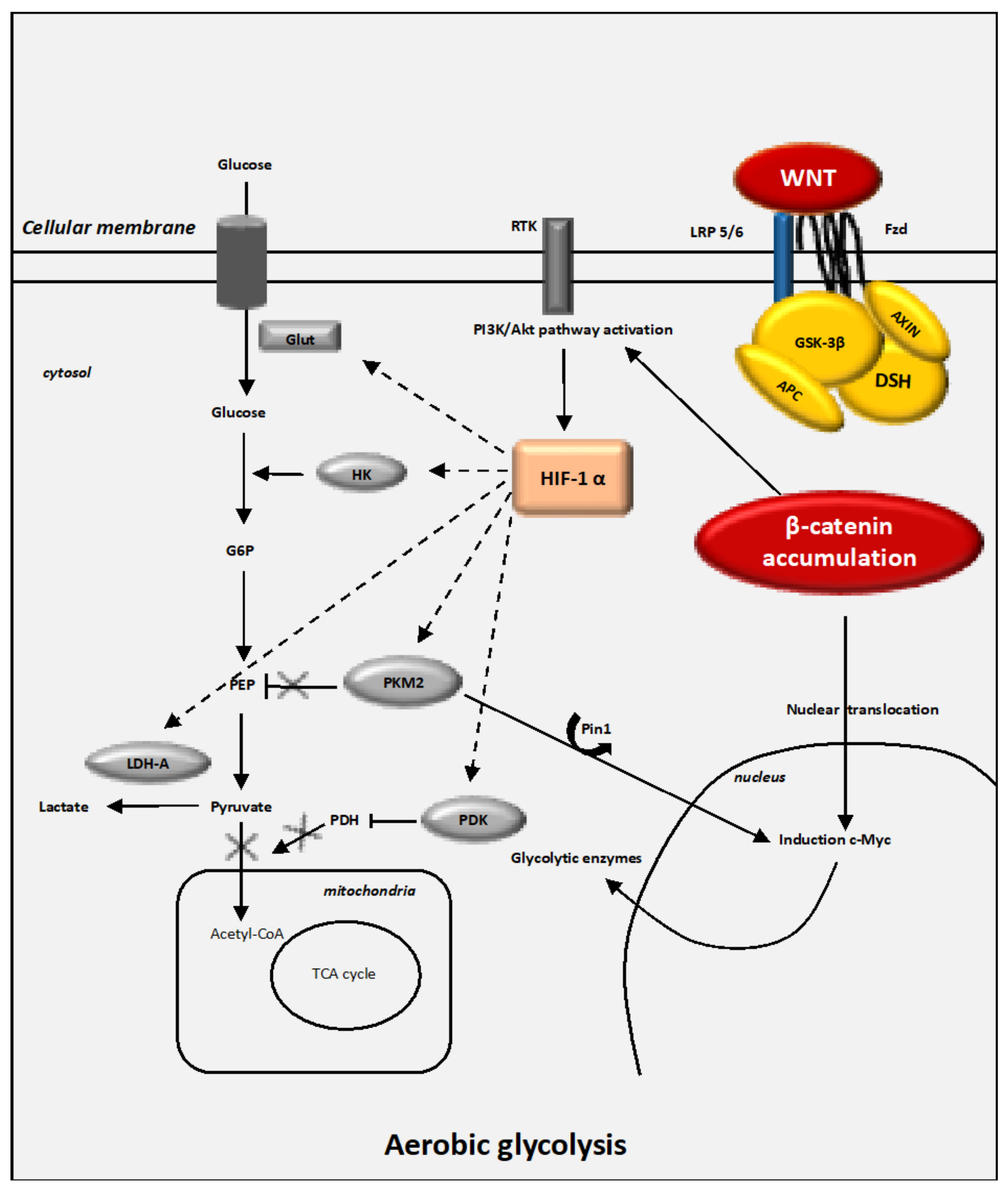 Cancers 13 05557 g002