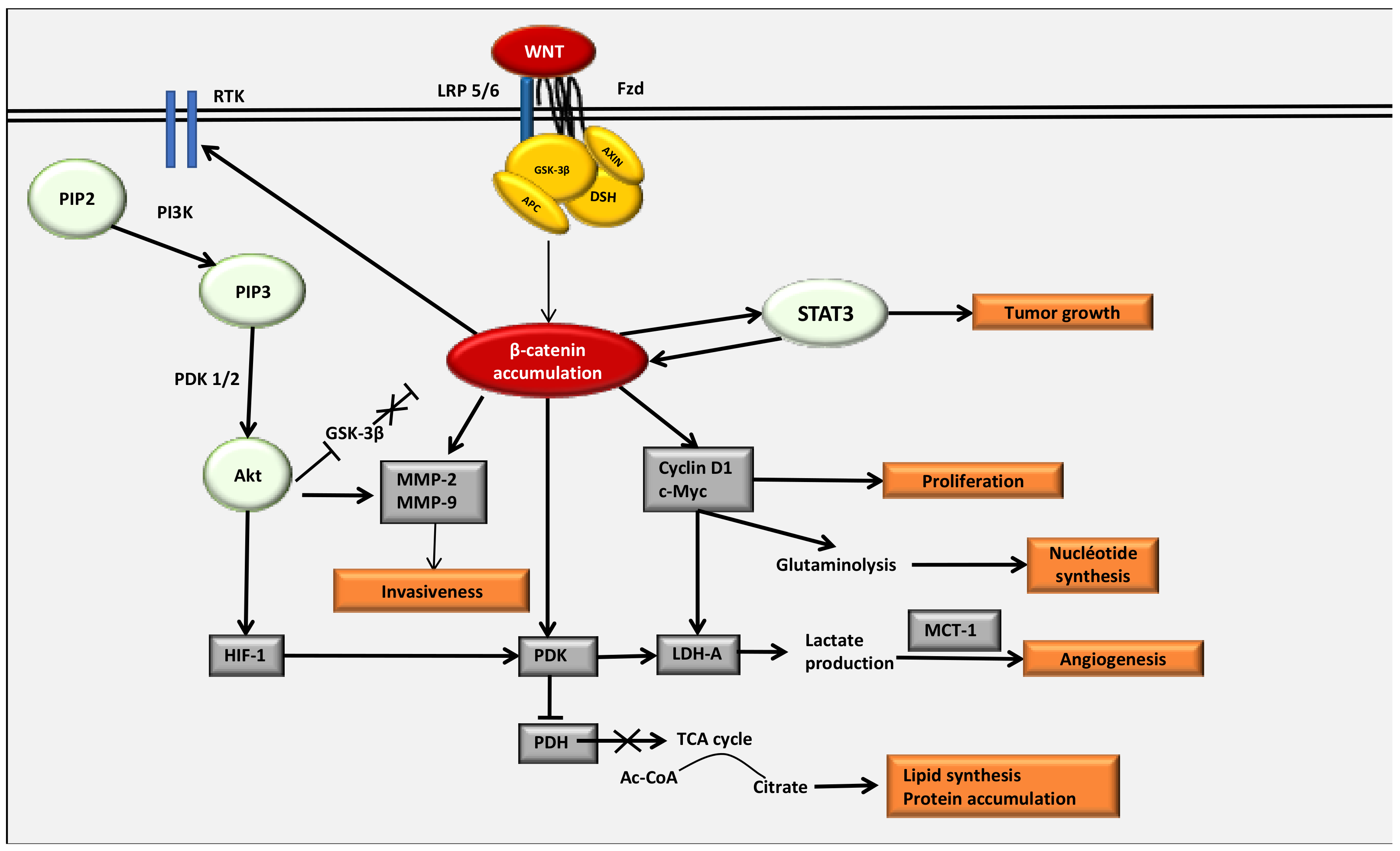 cancers free full text the key role of the wnt β catenin pathway in