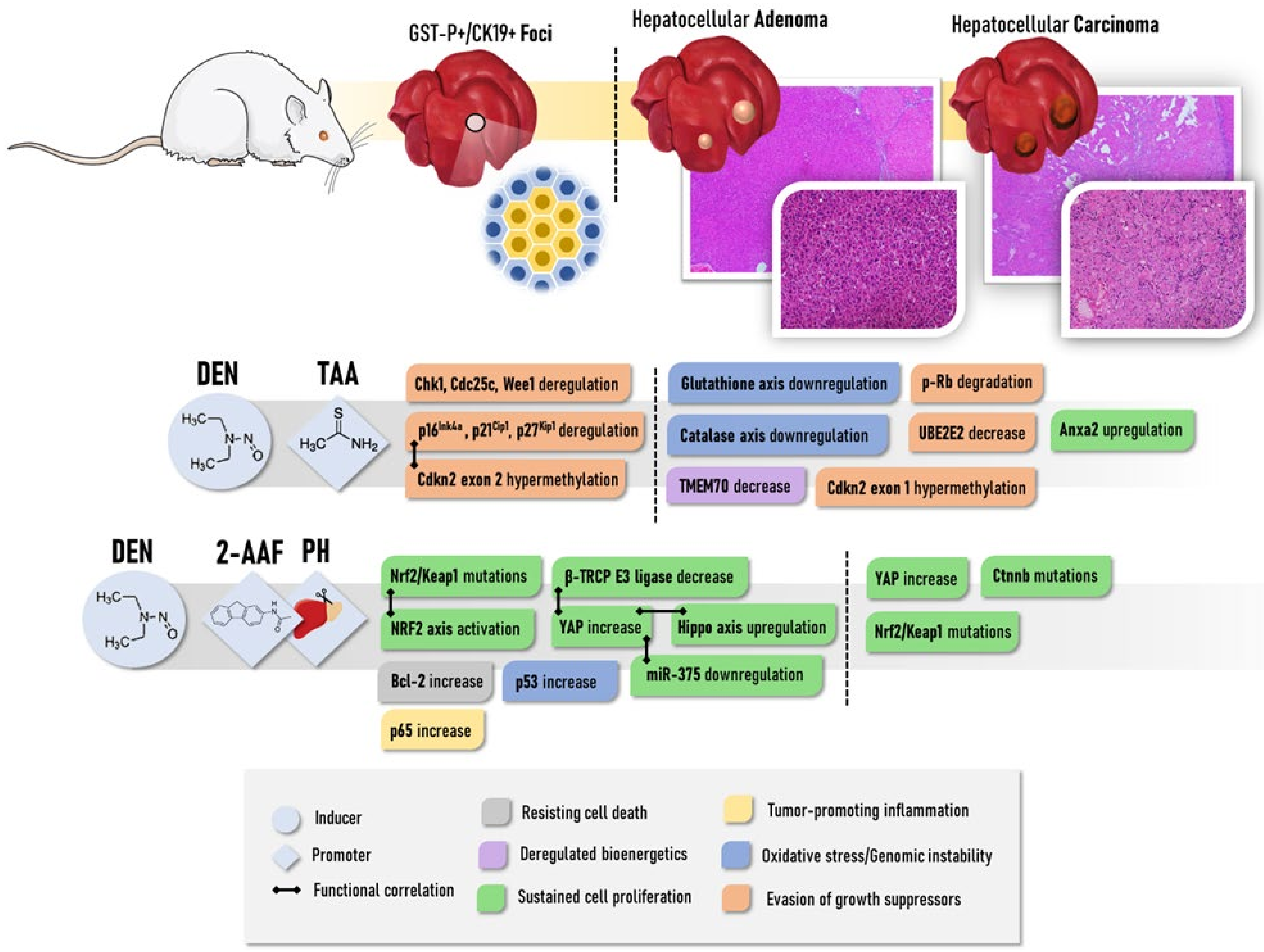 Cancers 13 05583 g002 Cancers 13 05583 g002