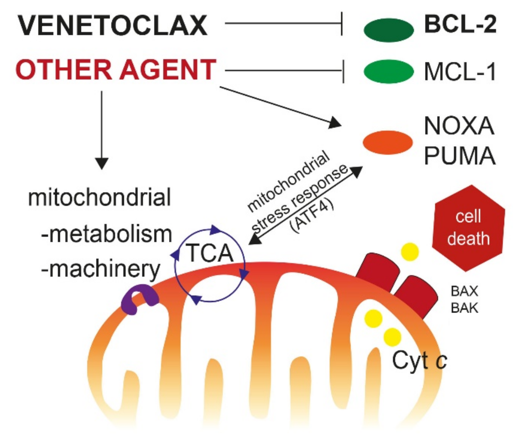 Cancers | Free Full-Text | Venetoclax in Acute Myeloid Leukemia: Molecular  Basis, Evidences for Preclinical and Clinical Efficacy and Strategies to  Target Resistance