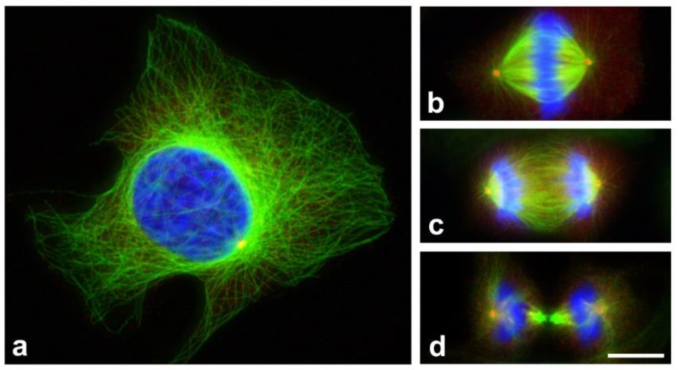 Cancers 13 05638 g001 Cancers 13 05638 g001