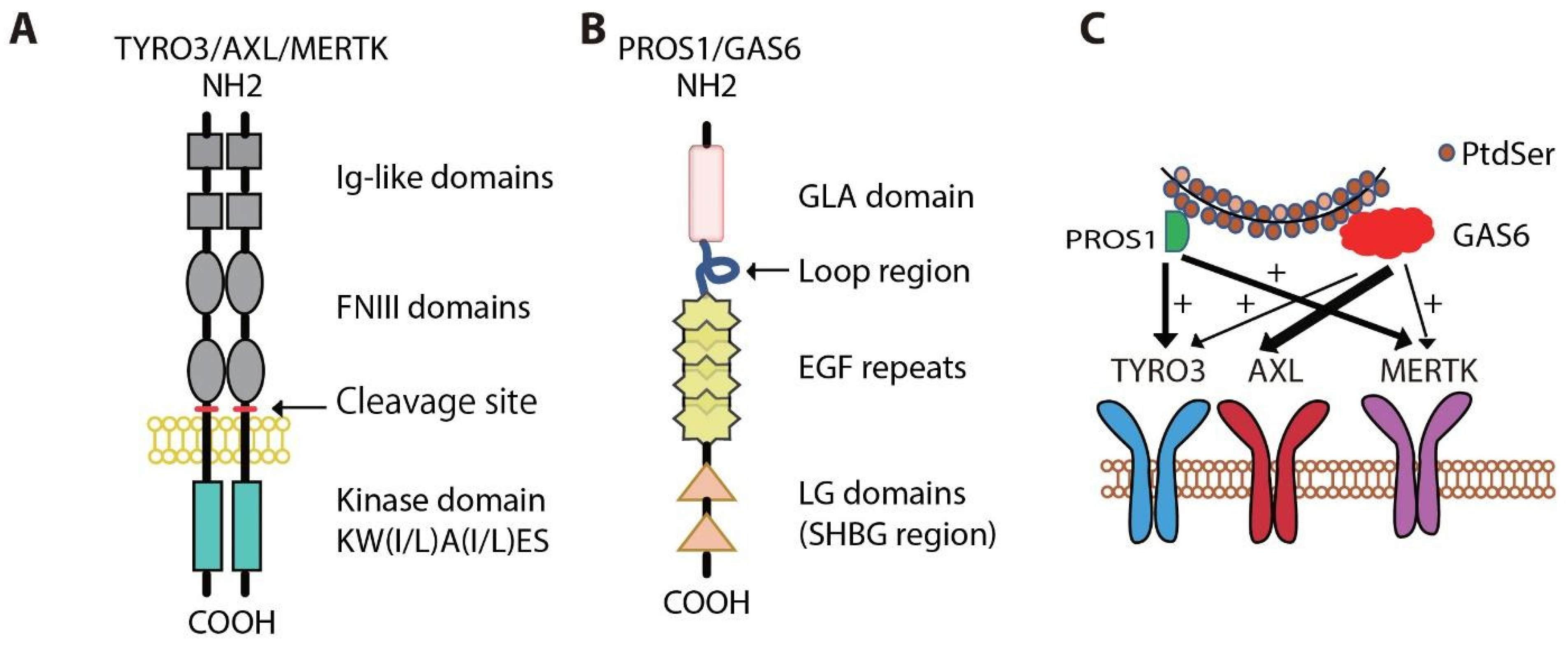 Cancers Free Full Text Targeting Mertk And Axl In Egfr Mutant Non Small Cell Lung Cancer Html