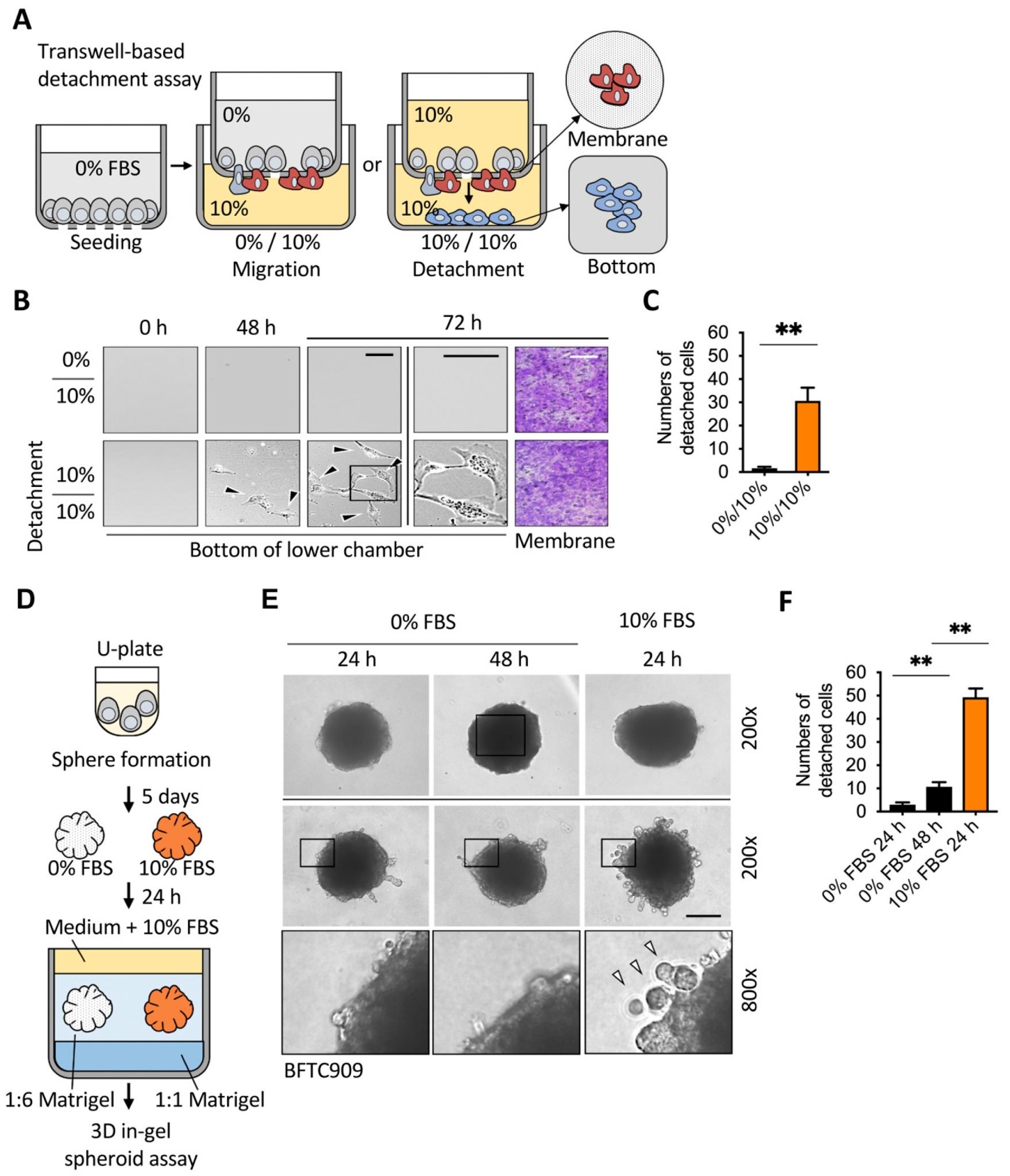 Cancers 13 05648 g001