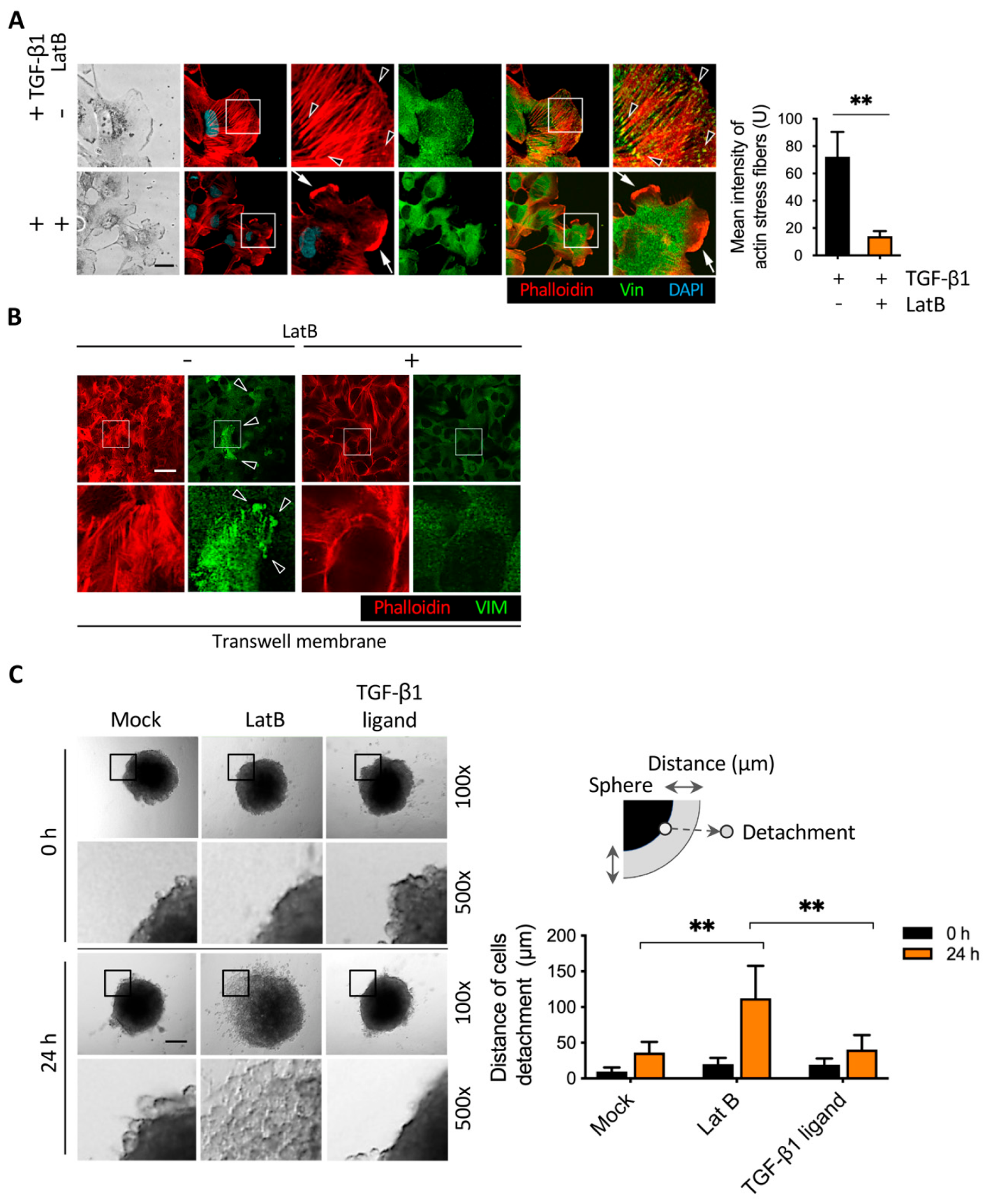 Cancers 13 05648 g008