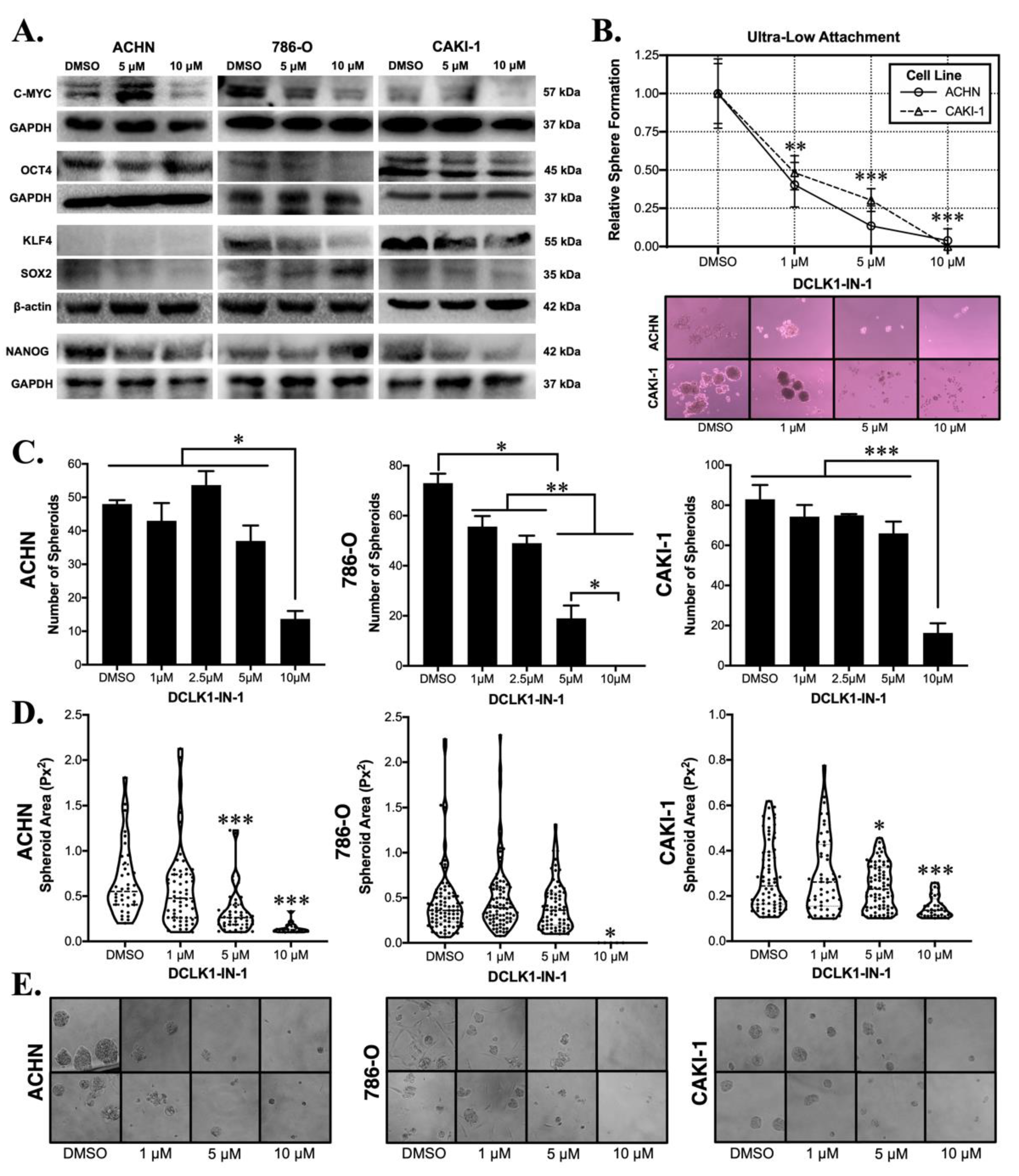 Cancers 13 05729 g003