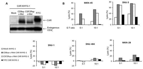 Cancers | Free Full-Text | c-Met-Specific Chimeric Antigen Receptor T Cells  Demonstrate Anti-Tumor Effect in c-Met Positive Gastric Cancer | HTML