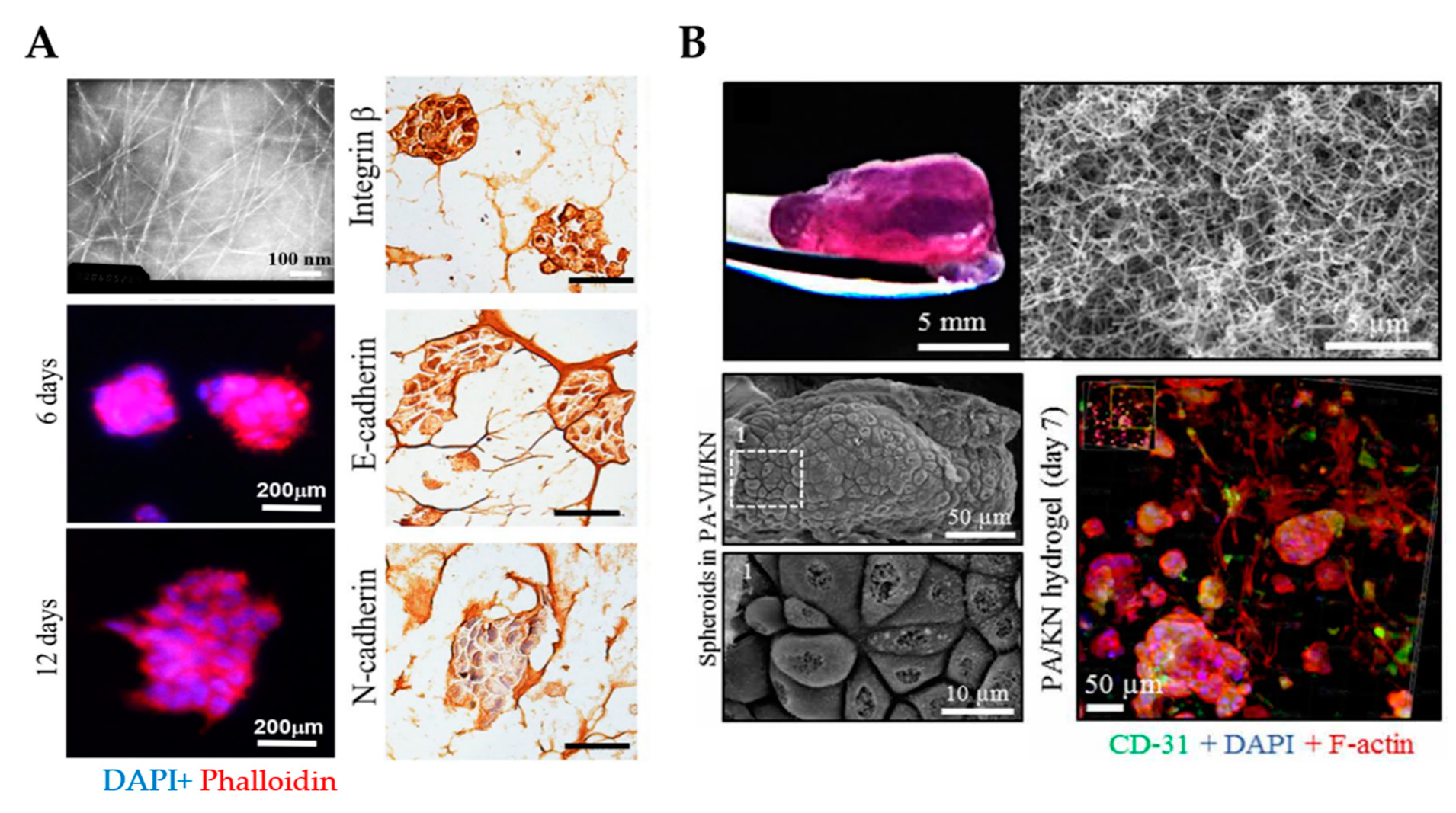 Cancers 13 05745 g006