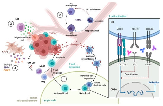 Cancers | Free Full-Text | Molecular Markers to Predict Prognosis and ...