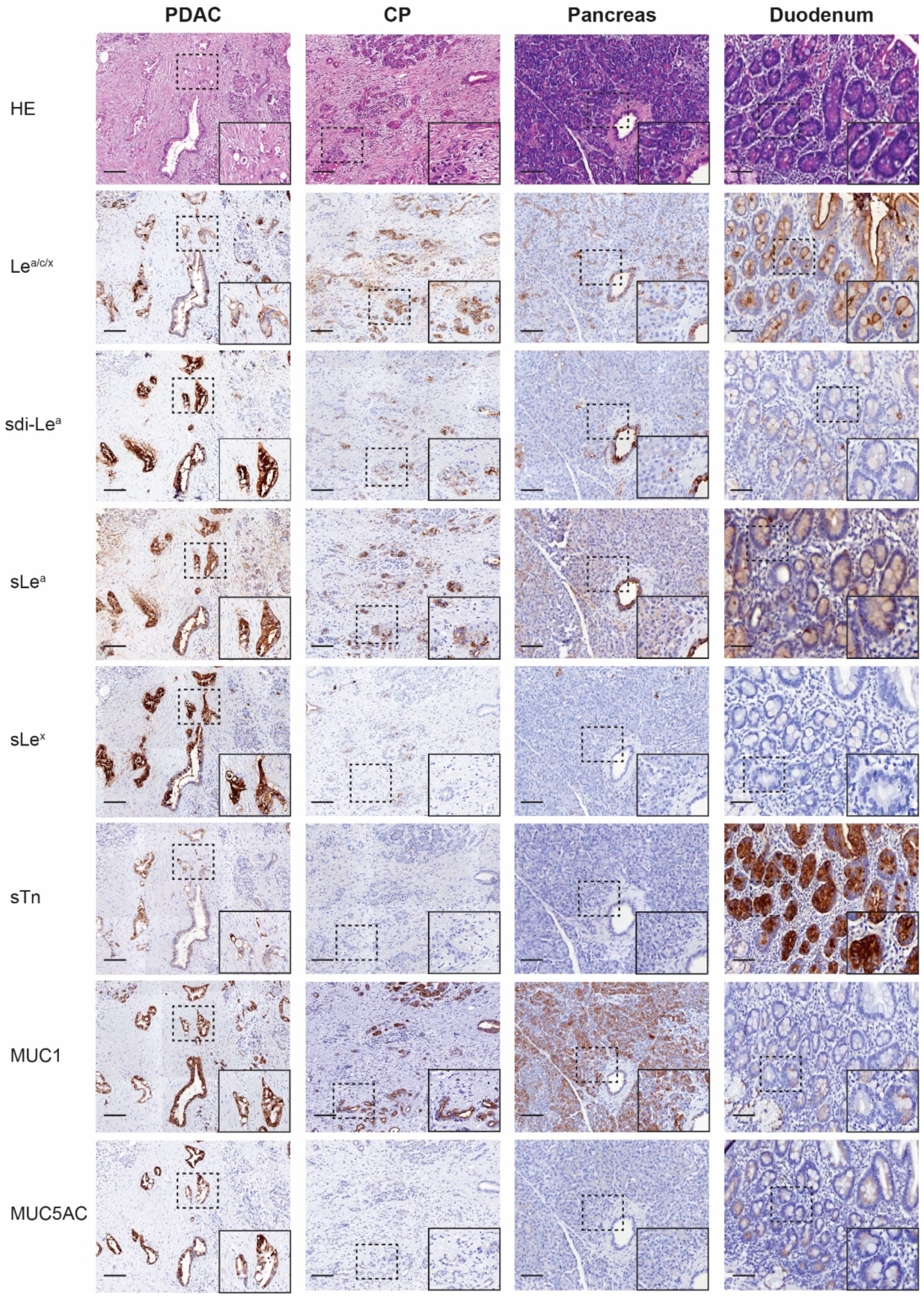 Cancers 13 05777 g001