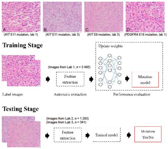 https://www.mdpi.com/cancers/cancers-13-05787/article_deploy/html/images/cancers-13-05787-g001-550.jpg