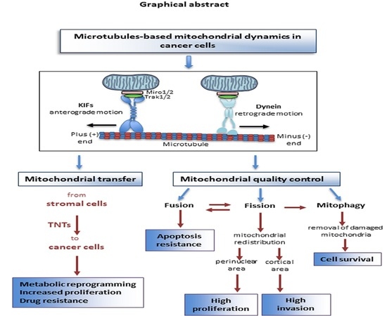 Cancers | Free Full-Text | Microtubule-Based Mitochondrial Dynamics As ...