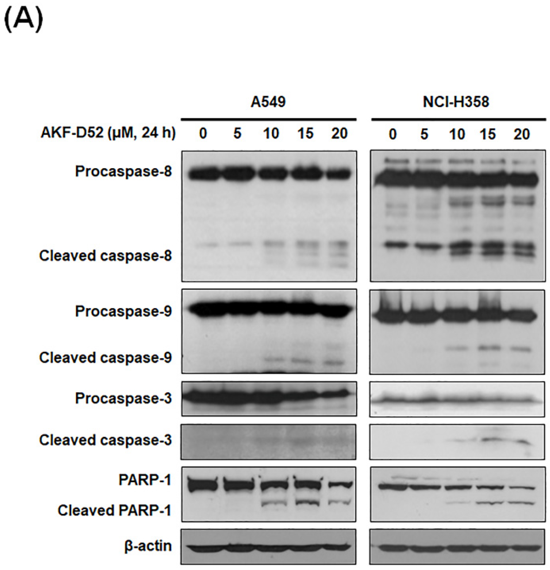 Cancers 13 05849 g002a Cancers 13 05849 g002a