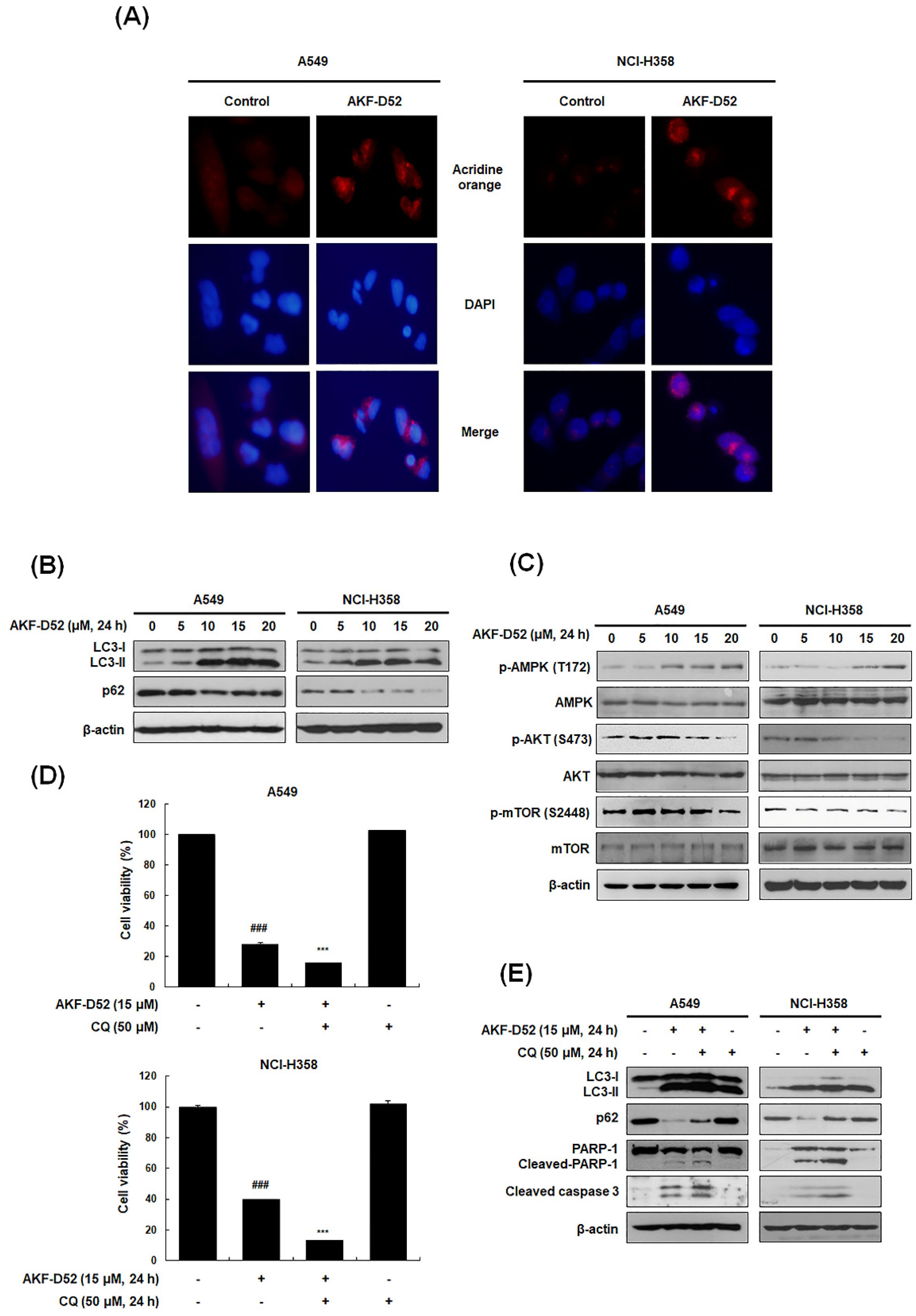 Cancers 13 05849 g005 Cancers 13 05849 g005